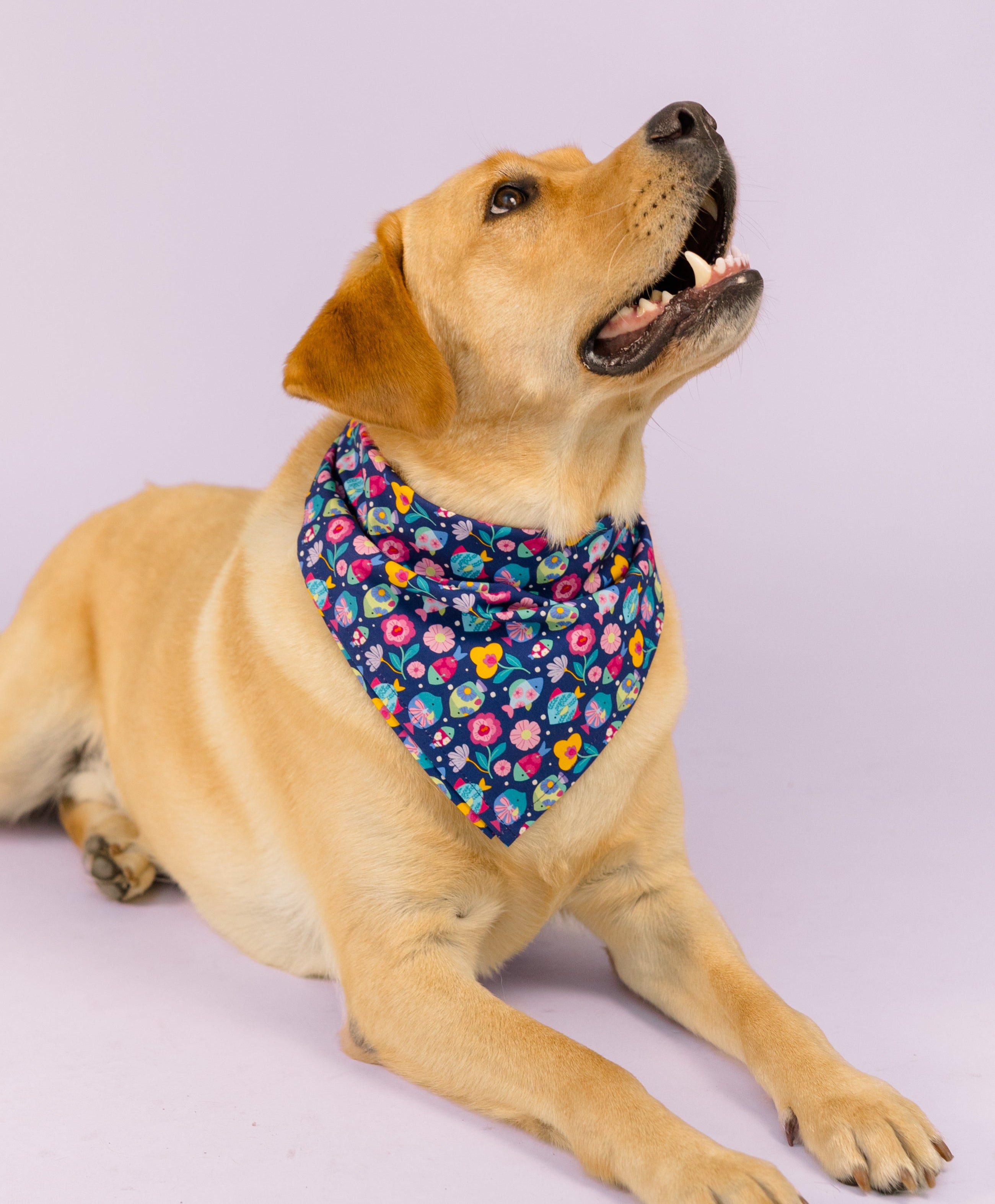 Yellow Labrador resting on a light purple floor, wearing a dark blue bandana covered in a bright and whimsical pattern of flowers and fish. The dog's head is tilted up in a happy pose.