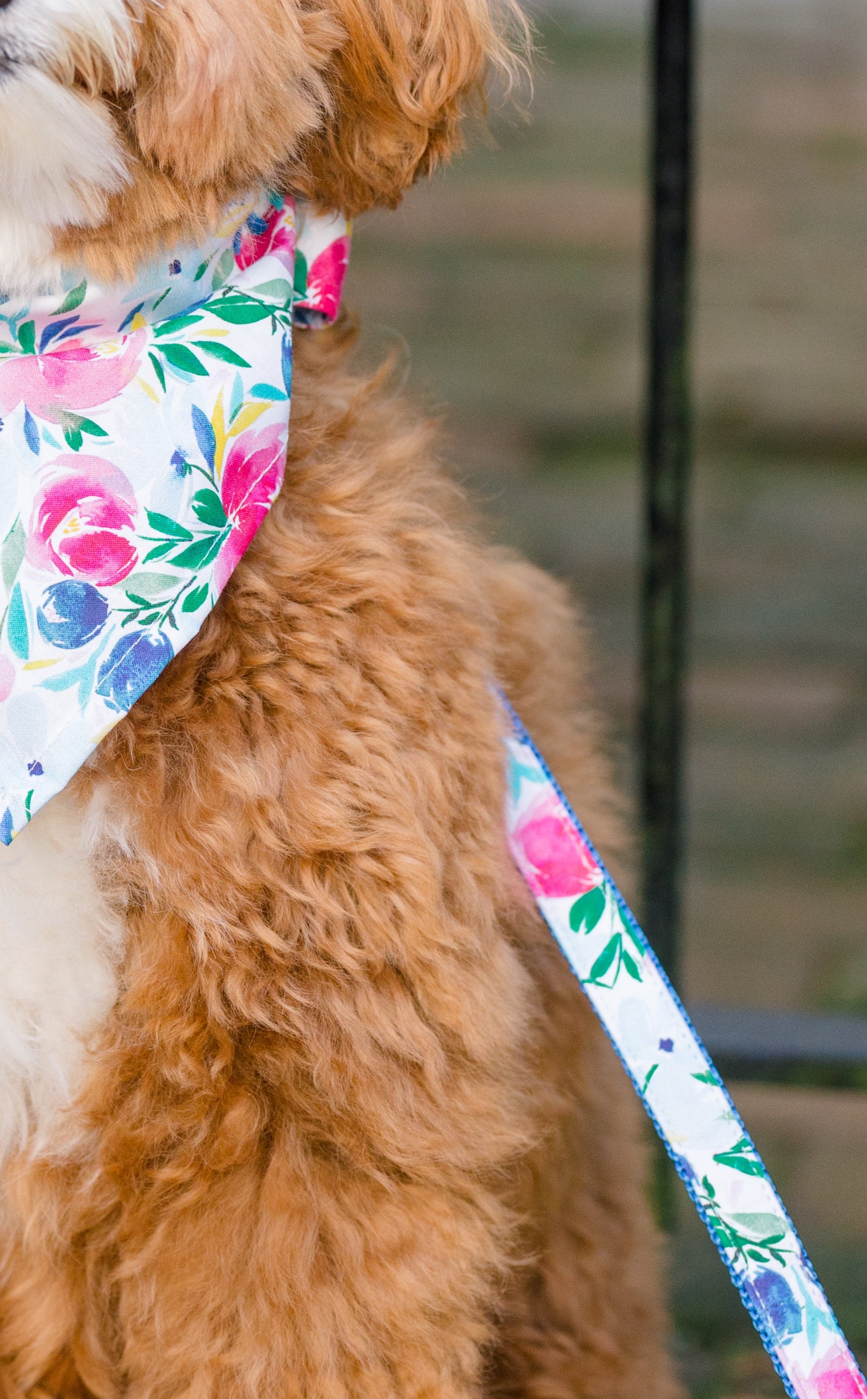Adorable tan and white dog with curly fur wears a bright floral bandana and matching leash in a garden setting. The pattern includes bold pink and blue flowers with leafy accents on a white background. The dog sits calmly beneath hanging white blossoms in front of a black metal fence.