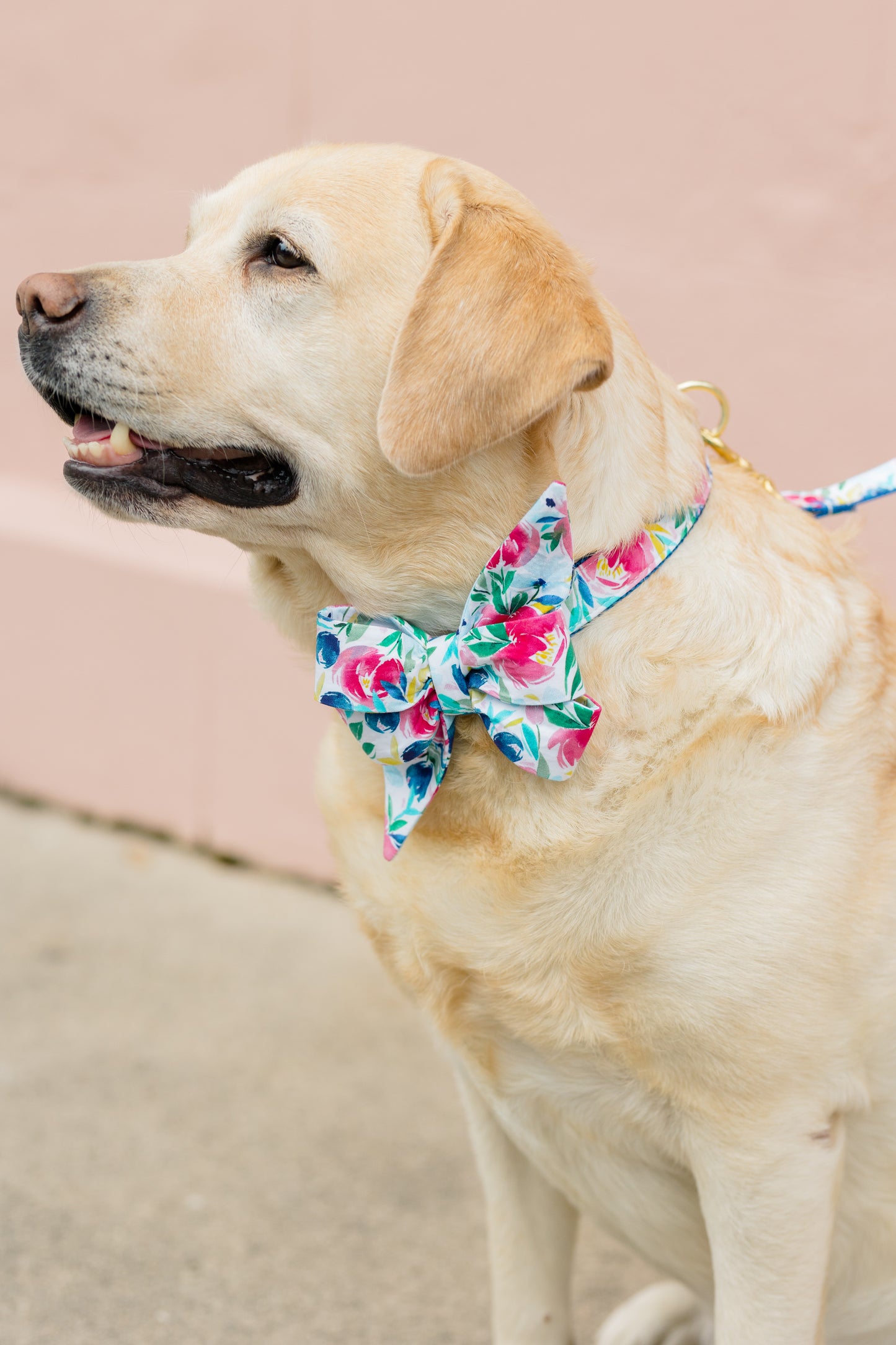 A light yellow Labrador wears a large floral belle bow collar and matching leash featuring pink, blue, and red flowers with green leaves. The dog is facing left with a relaxed expression, sitting on a concrete surface against a soft blush-pink wall.