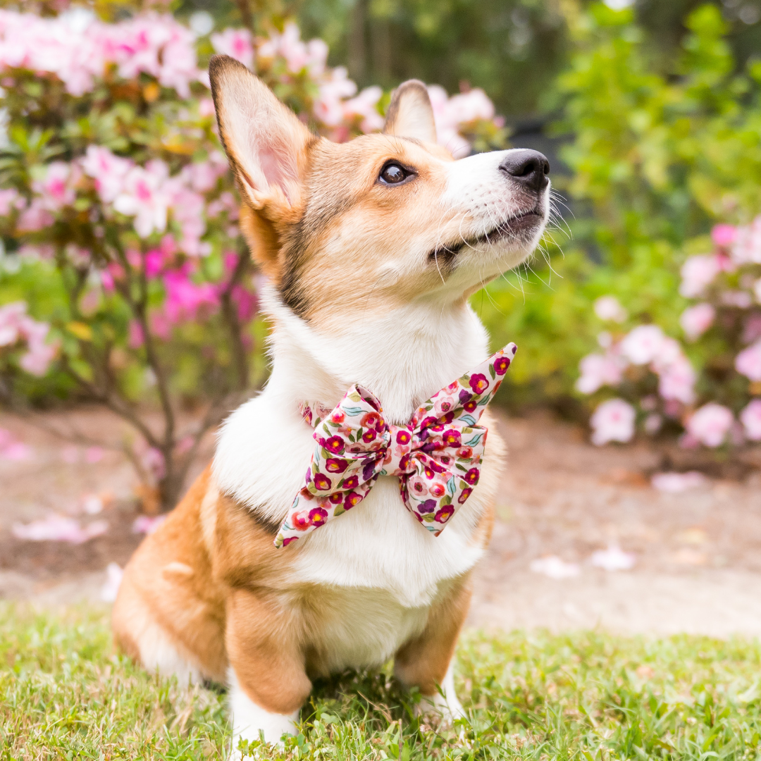 Corgi sitting outdoors in front of pink flowering bushes, wearing a statement belle bow collar covered in small pink blossoms. The belle bow features two tall pointed loops and wide folds, matching the vivid, setting.
