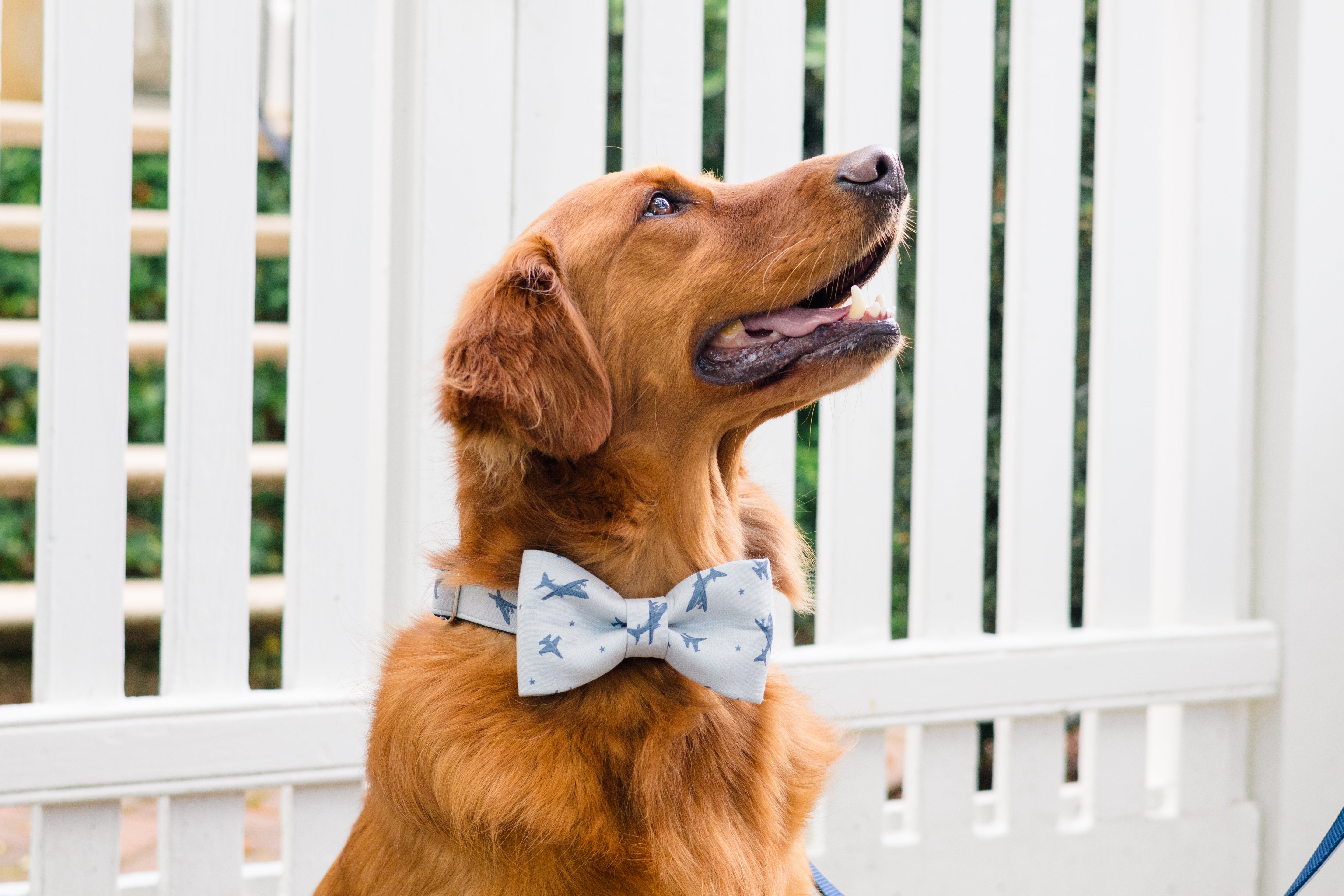 Retriever wearing a light blue bow tie collar set with navy blue airplane prints, sitting in front of a picket-style fence. A fun, travel-inspired look that brings personality and charm to pet accessory collections.