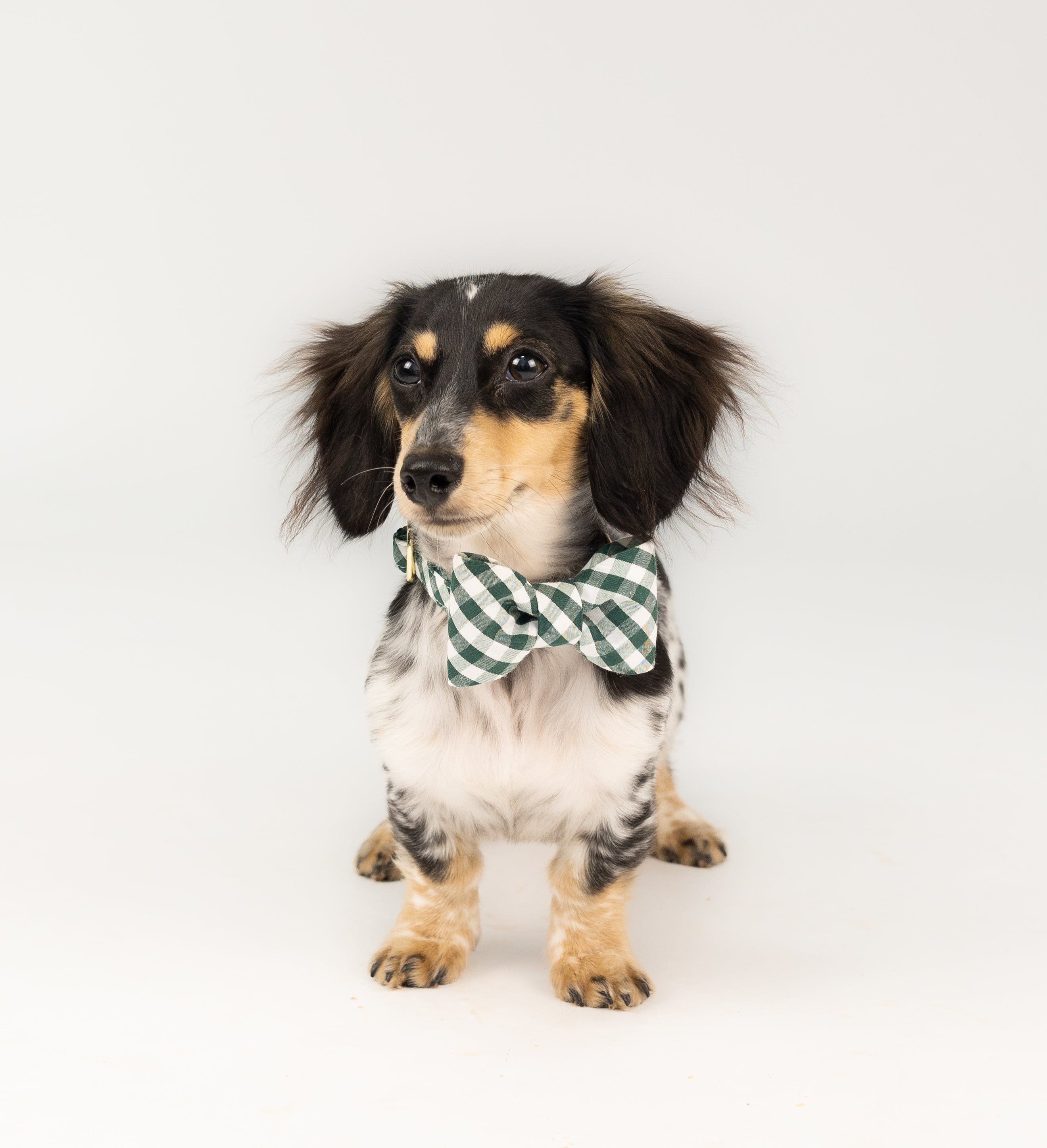 Classic green plaid dog bow tie collar set in a compact size, styled on a handsome long-haired dachshund for a look that’s equal parts charming and polished.