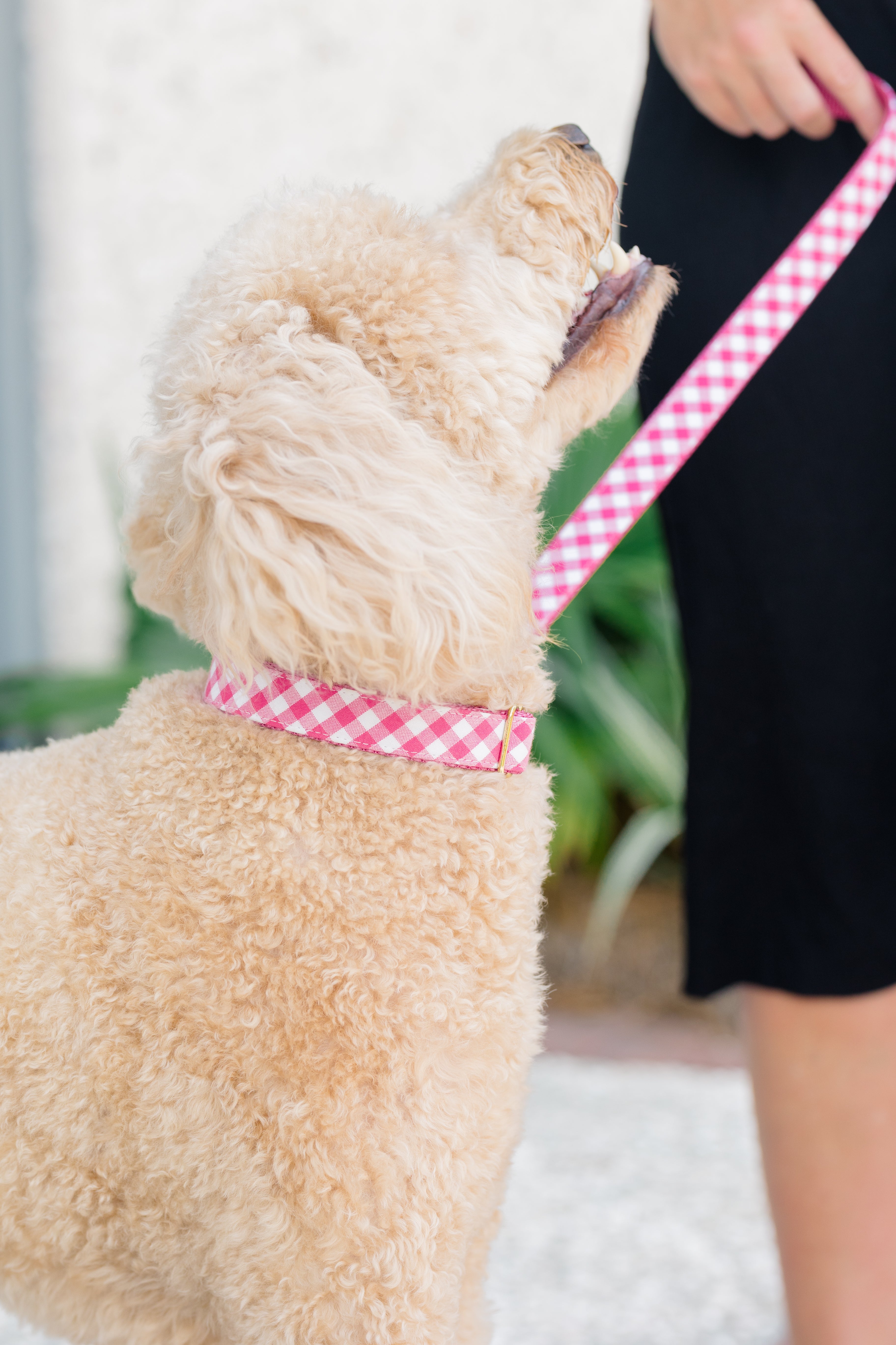 Close-up side view of a dog in a fuchsia picnic plaid collar, looking up toward a person holding its matching leash.