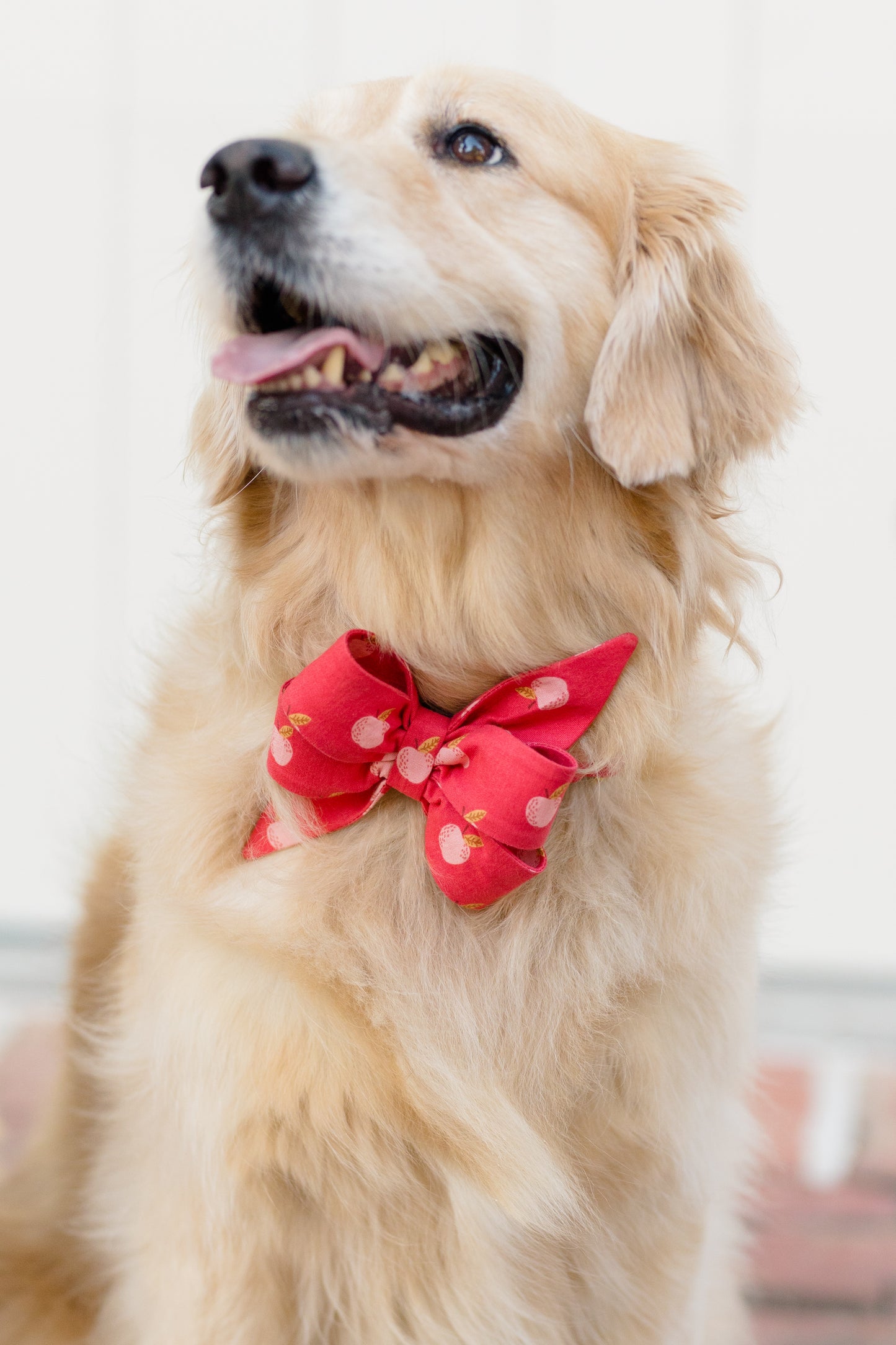 A retriever sits against a minimal backdrop, wearing a bold red bow tie adorned with an apple fruit pattern. The dog has a slightly open mouth and tongue out, exuding a friendly and gentle demeanor.