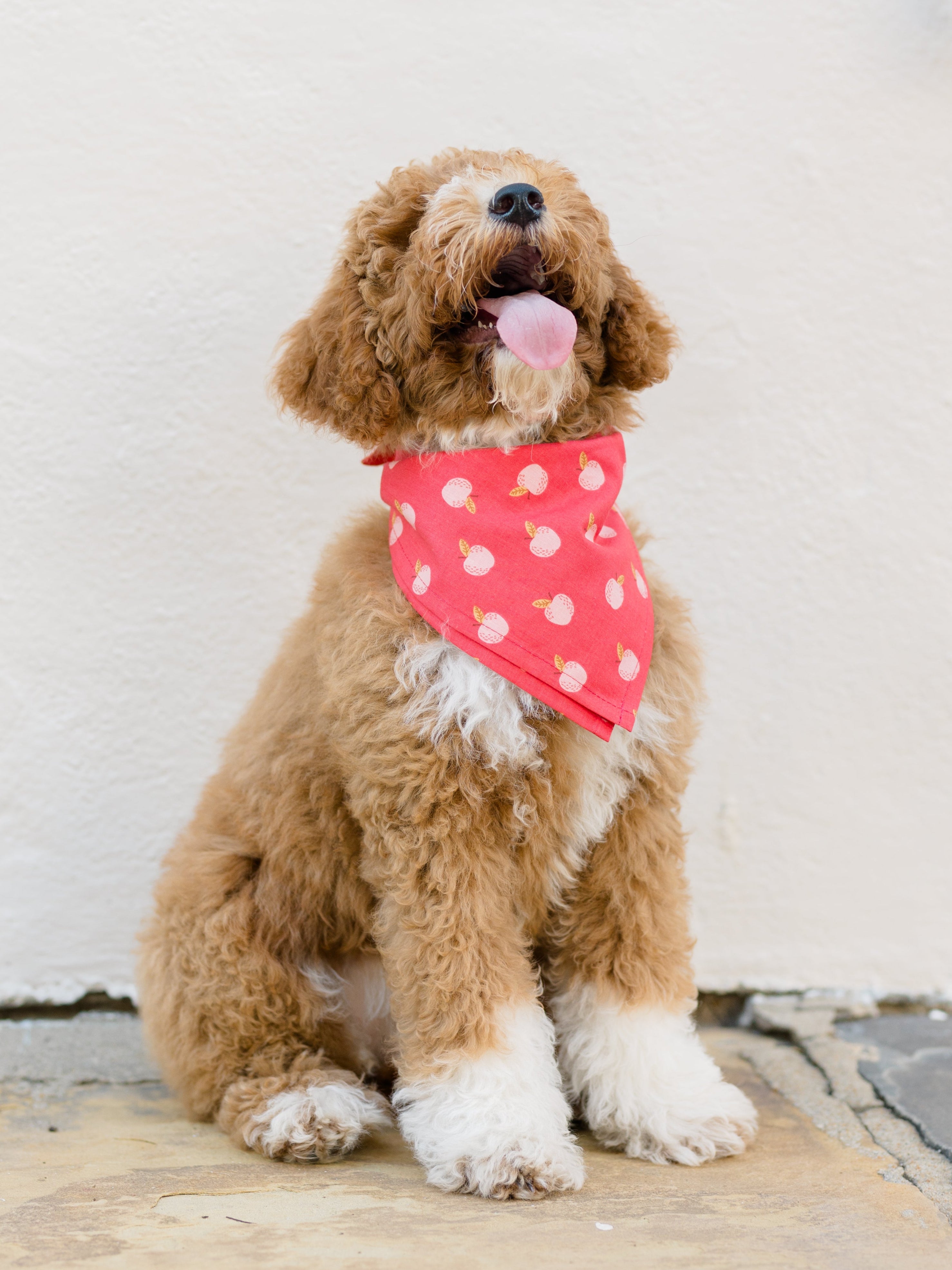 A fluffy doodle-style dog sits on a stone surface in front of a textured wall. The dog wears a bright red bandana printed with small pink apples and leaves, giving a cozy fall vibe.