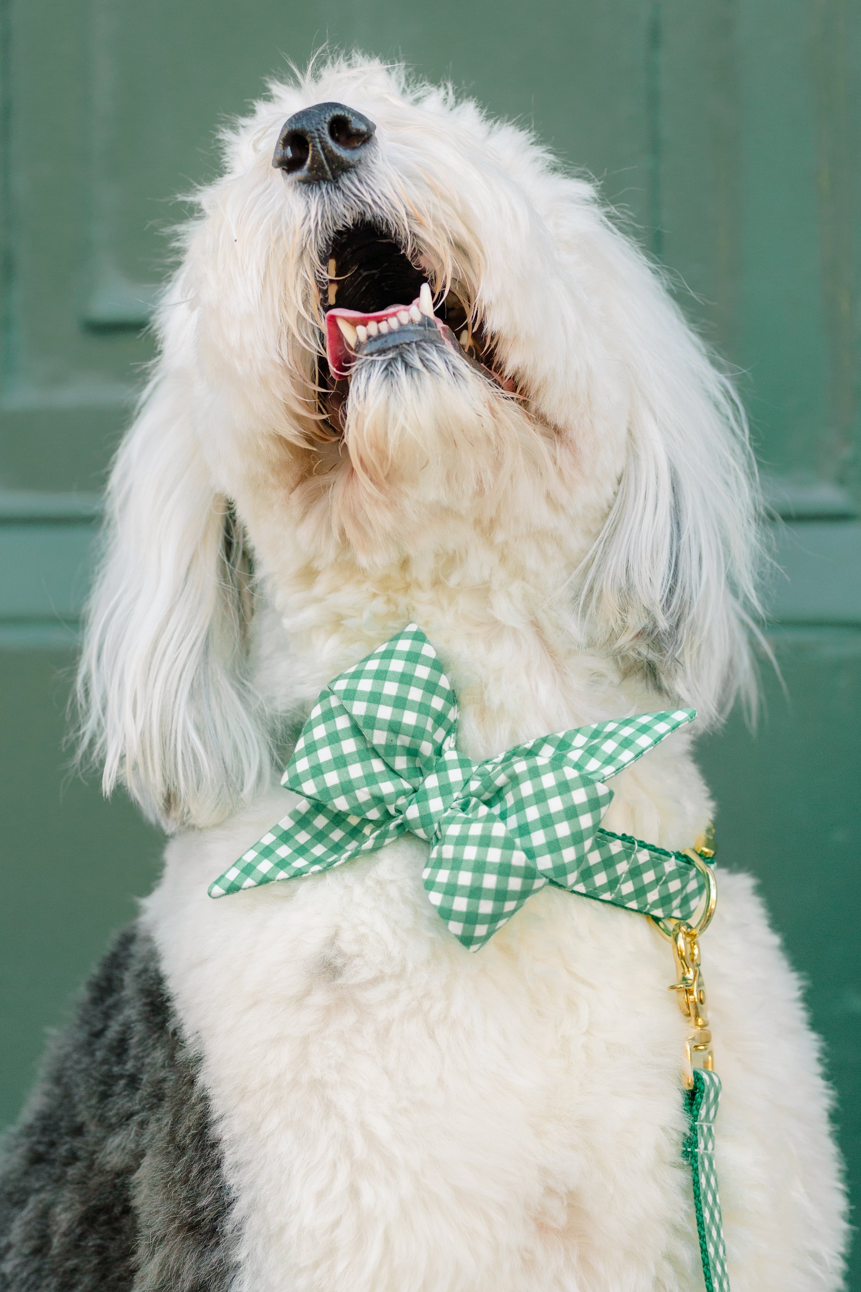 Old English Sheepdog tilting its head back, showing off a green plaid belle bow collar set and matching leash.