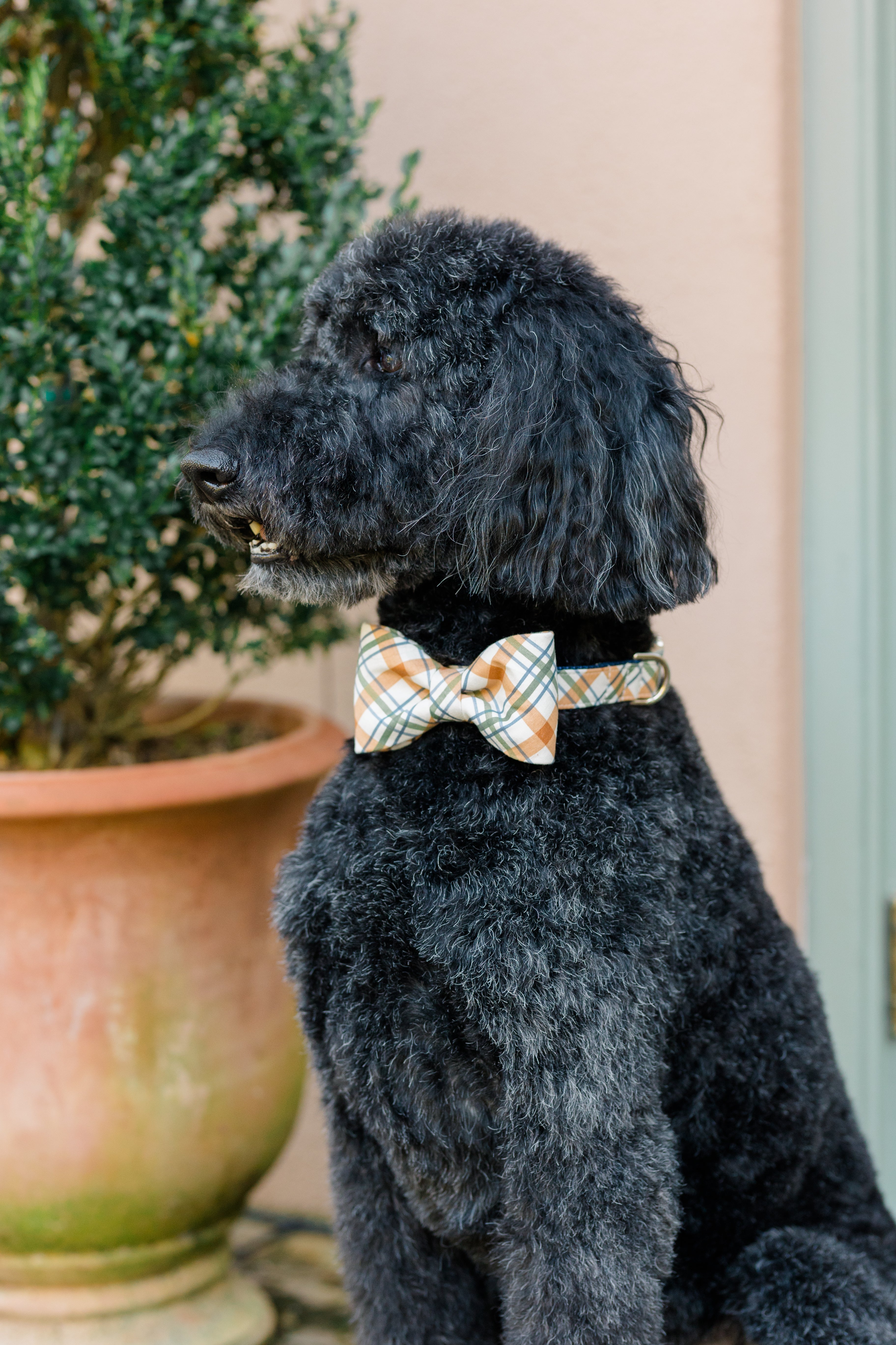 A curly-haired dog poses in front of a wall and a potted plant, wearing a classic plaid bow tie collar in muted fall colors. The bow tie stands out against the dog’s dark fur, adding a polished and stylish touch.
