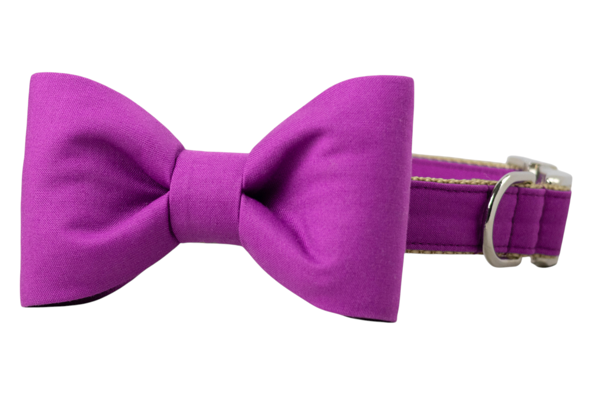 Stylish deep purple dog collar with an attached matching fabric bow tie, tan lining, and silver buckle for secure fastening.