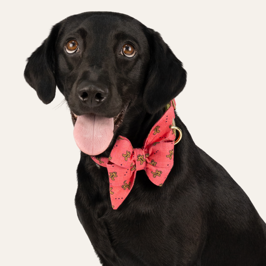 Happy black Labrador-style dog in a red holiday bow tie patterned with gingerbread cookies, sitting upright and looking toward the camera.