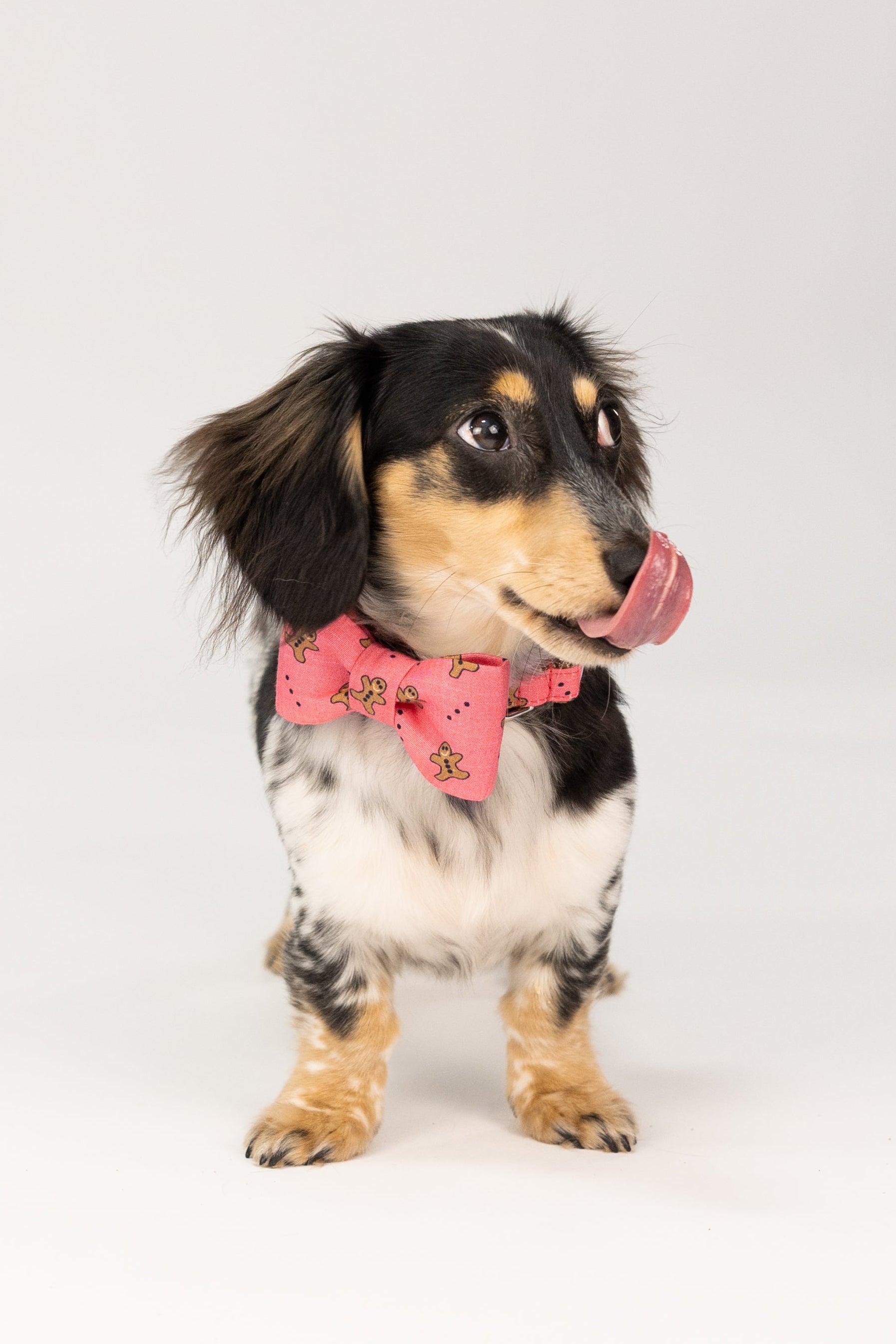This adorable pup is dressed to impress in a red gingerbread-themed bow tie and matching collar, perfectly capturing the holiday spirit with a cozy coat and a camera-ready expression.