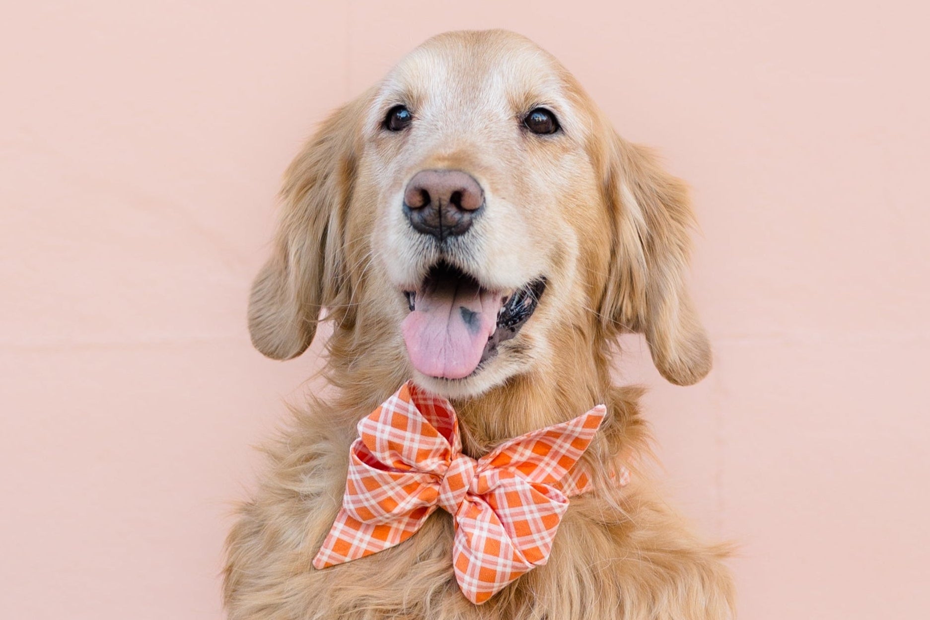 Adorable older golden retriever wearing an orange plaid collar adorned with an exaggerated, stylish belle bow in coordinating plaid orange and white fabric. It's finished with silver-tone hardware.