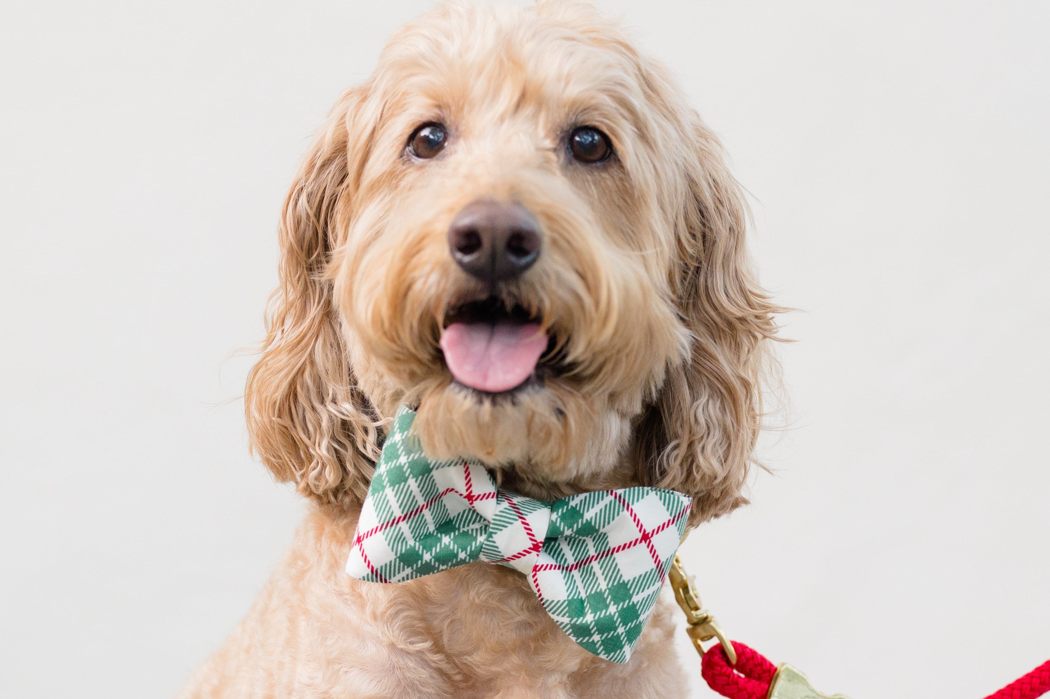 A cheerful dog with wavy fur and expressive eyes wears a festive bow tie collar featuring a green plaid pattern.