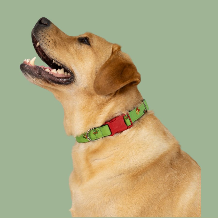 Festive Lab showing off a green Christmas dog collar with a playful print of holiday gifts, perfect for holiday pictures.