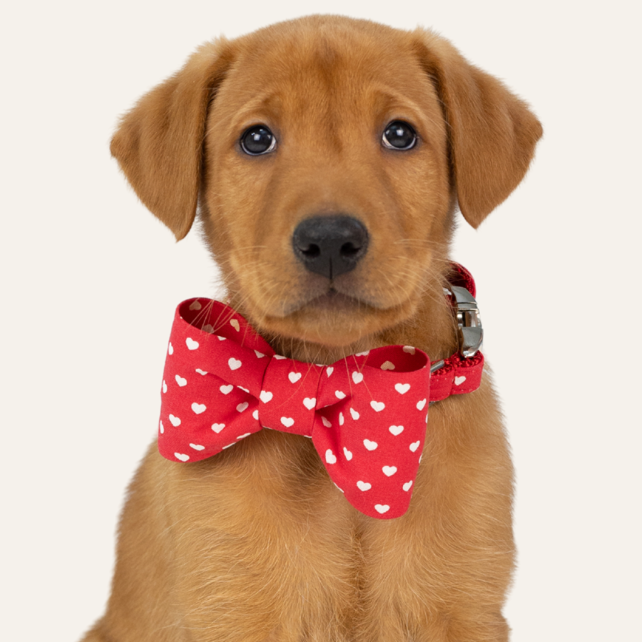 Close-up of a Labrador puppy dressed in a red with a white heart-patterned bow tie, sitting against a plain background.