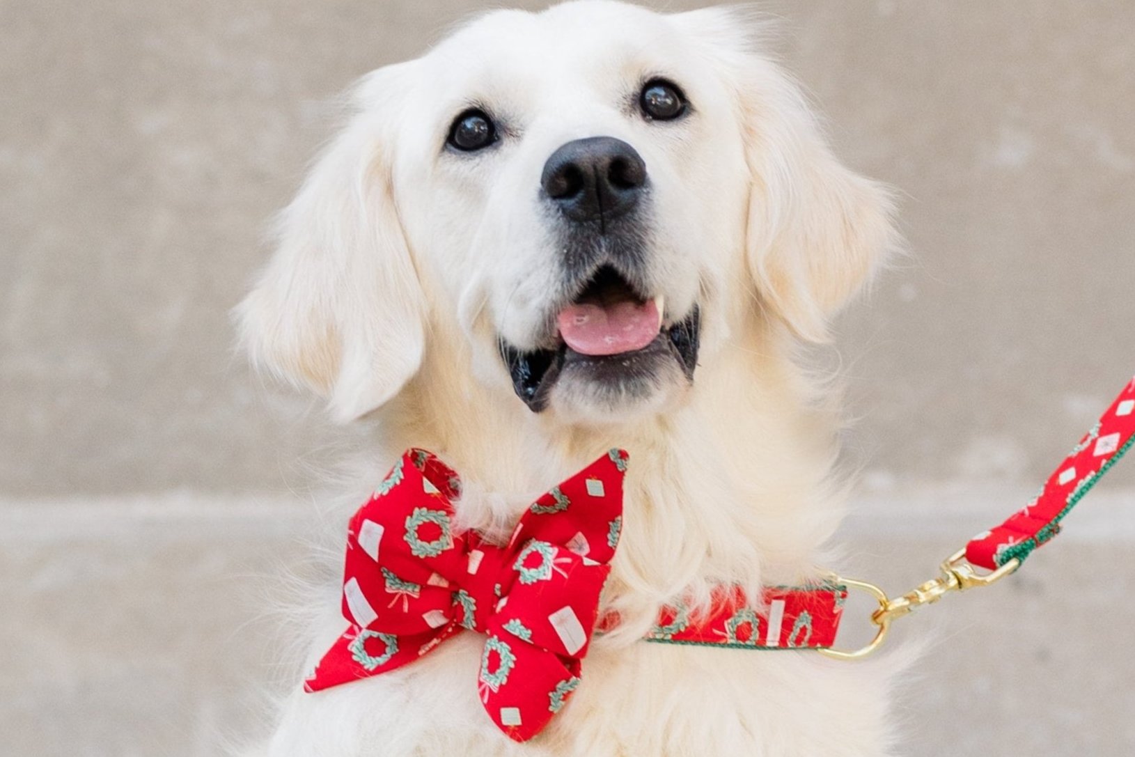 A fluffy dog with soft fur and dark eyes looks at the camera with a happy, open-mouthed expression. The dog is wearing a red holiday collar with a large matching belle bow with wreaths and gift boxes, and is attached to a coordinating red leash with polished hardware.