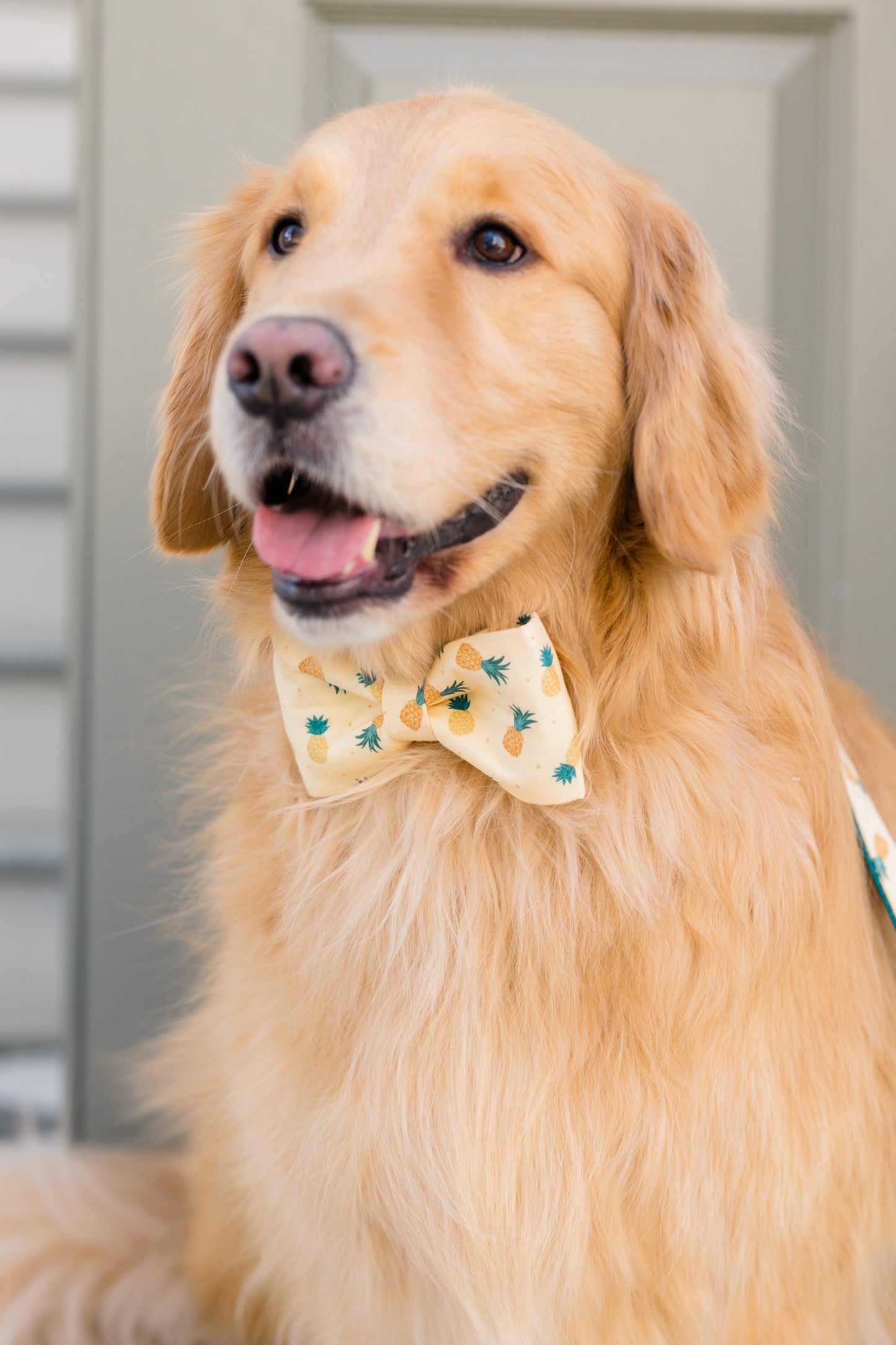 Portrait of a happy golden retriever in a stylish pastel yellow dog bow tie featuring a repeating pineapple design, tongue slightly out.