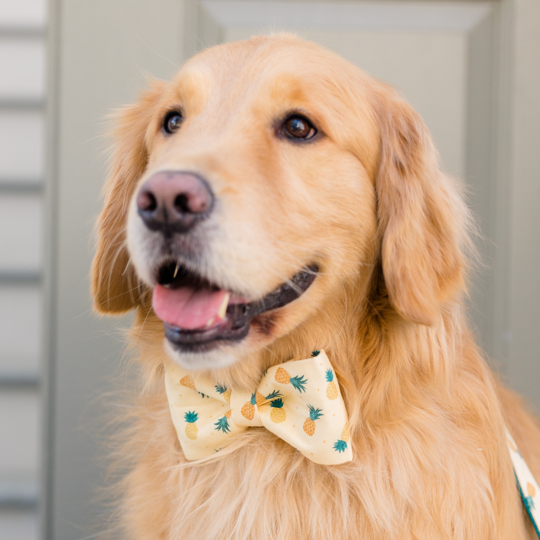 Portrait of a happy golden retriever in a stylish pastel yellow dog bow tie featuring a repeating pineapple design, tongue slightly out.