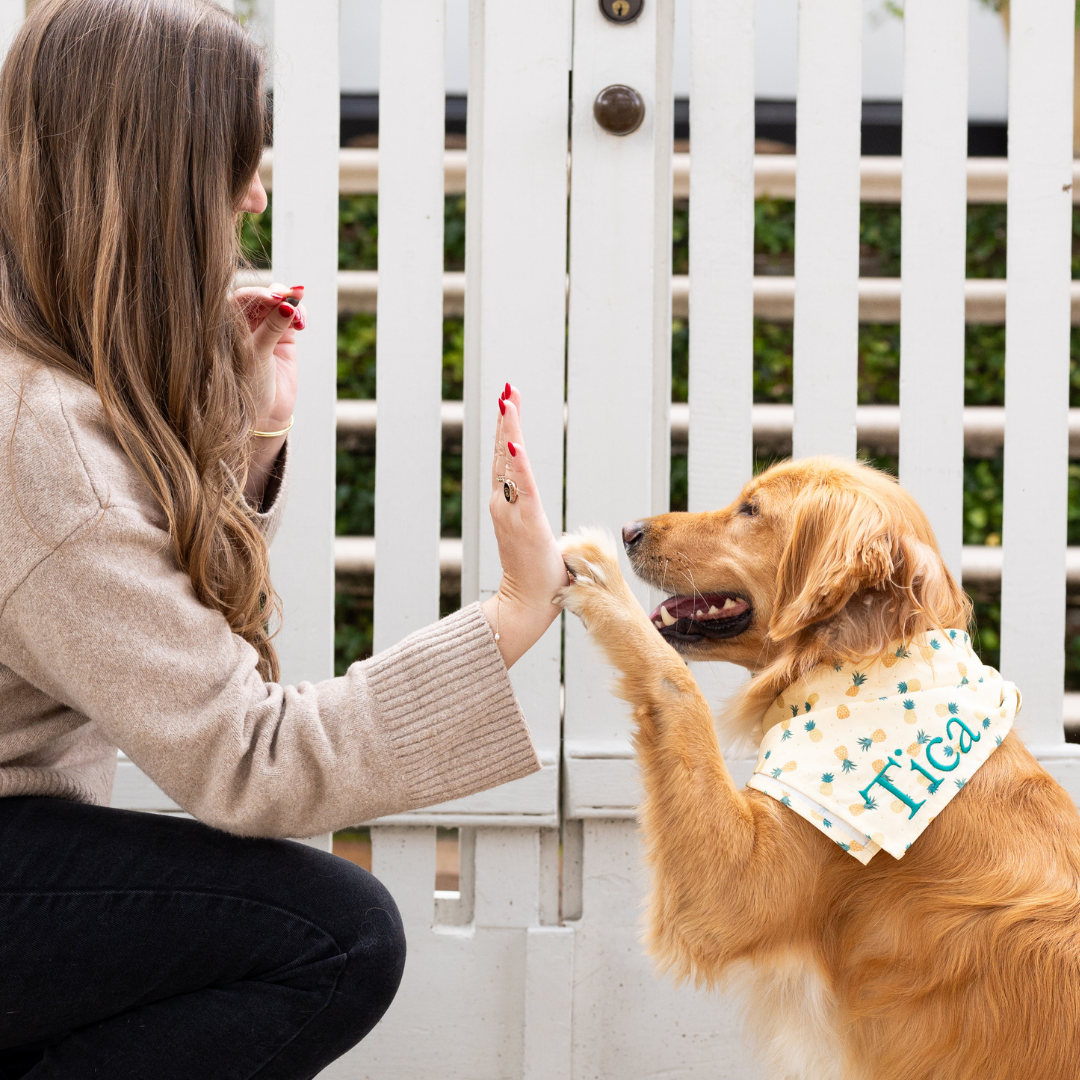 Side view of a woman in a beige sweater high-fiving a golden retriever named Tica, who wears a pineapple-themed bandana with her name embroidered on it, outside a gated yard.