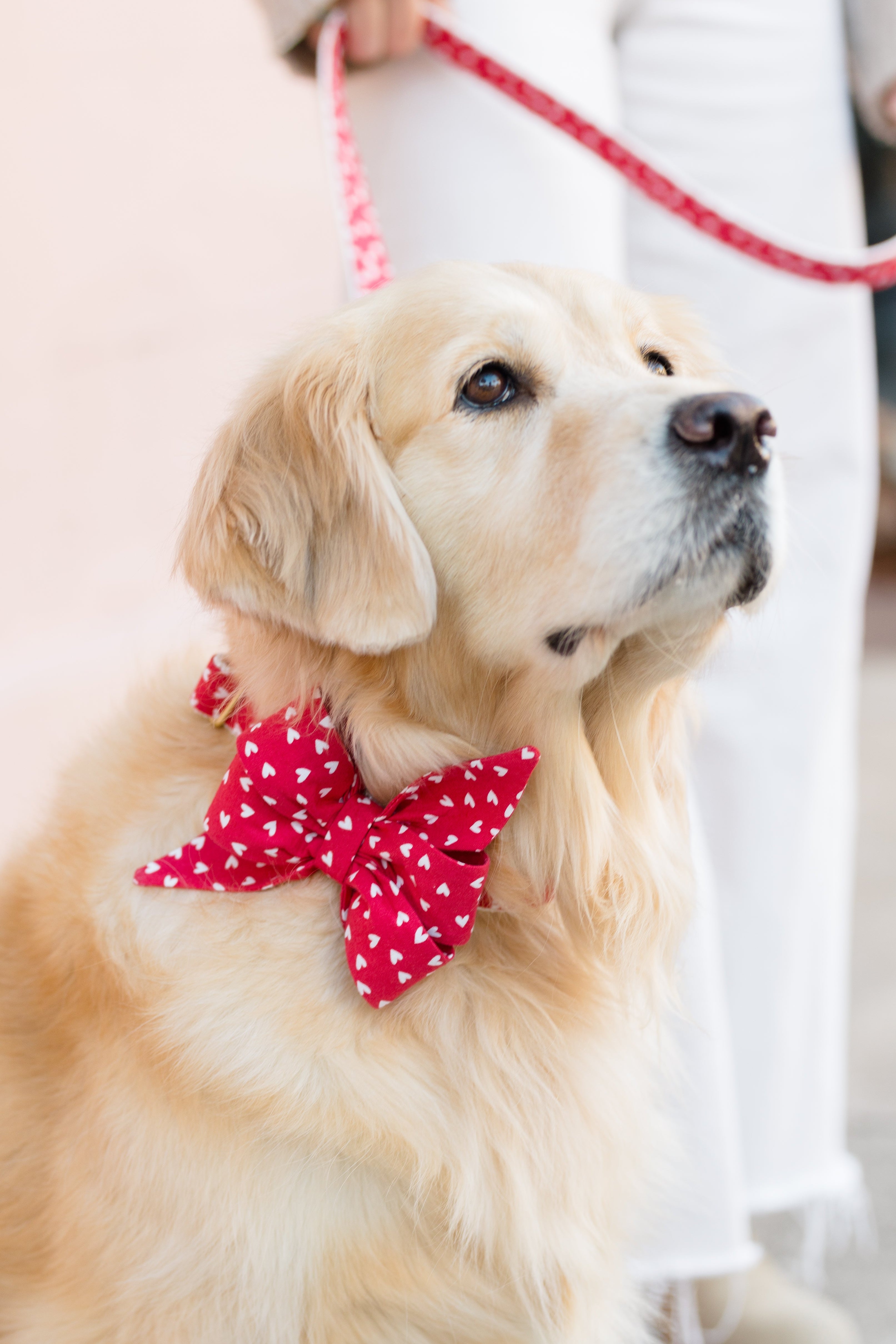 Retriever wearing a large red belle bow collar set patterned with tiny hearts, creating a sweet and festive Valentine’s Day look.