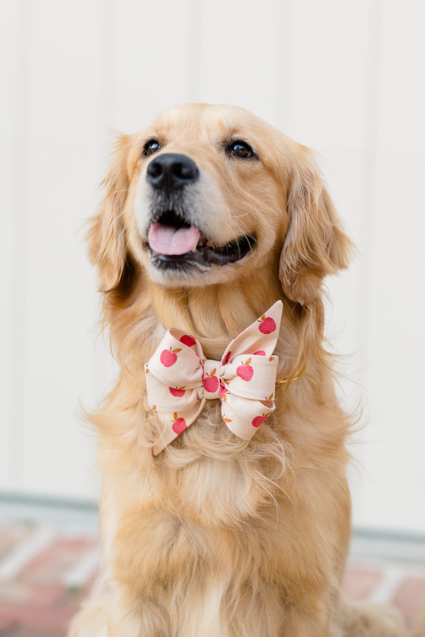 Close-up of a retriever sitting calmly, with its mouth slightly open and tongue visible. It's wearing a beige belle bow dog collar decorated with an apple pattern.