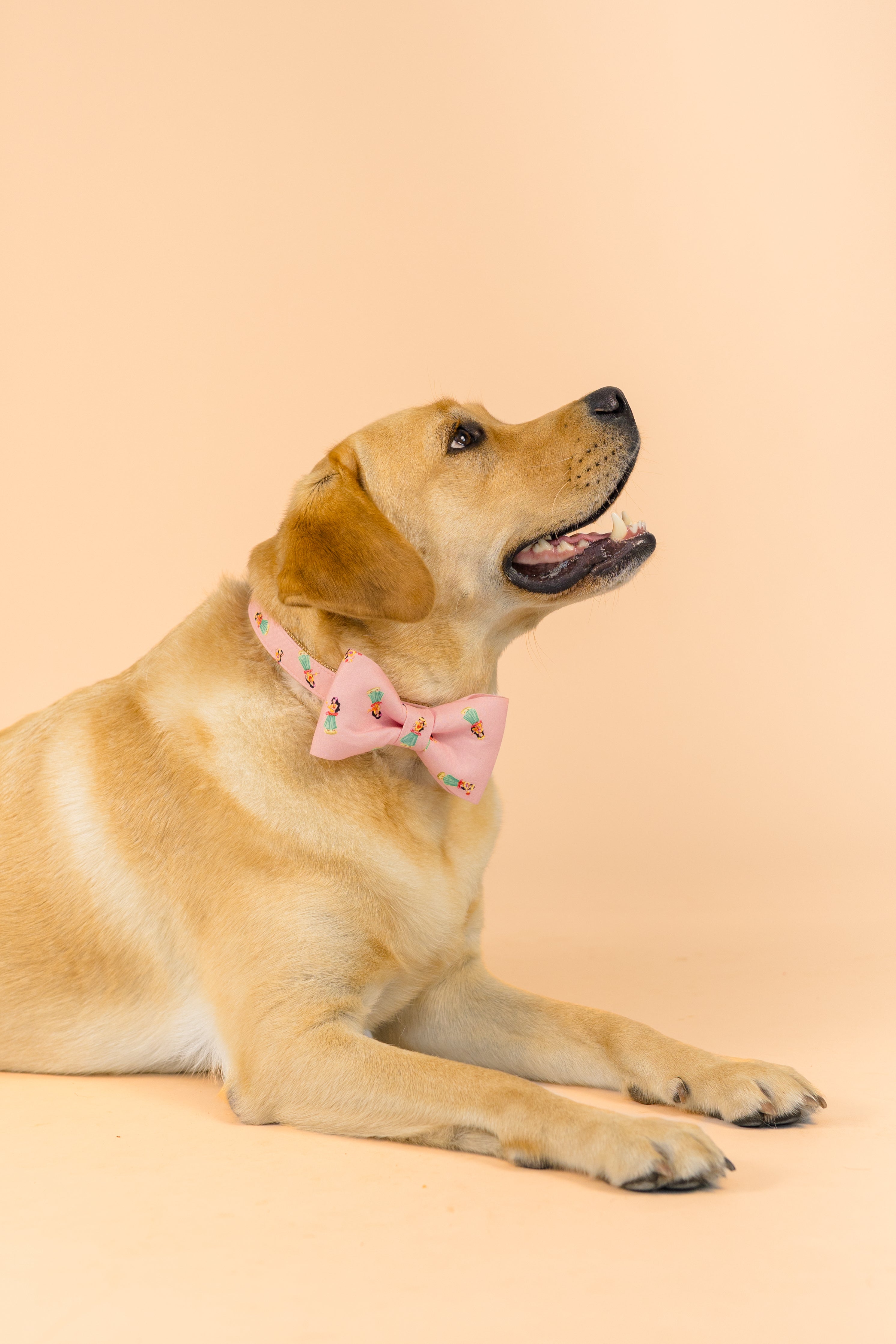 Golden dog wearing a cheerful pink bow tie collar printed with hula dancers, it's giving tropical.