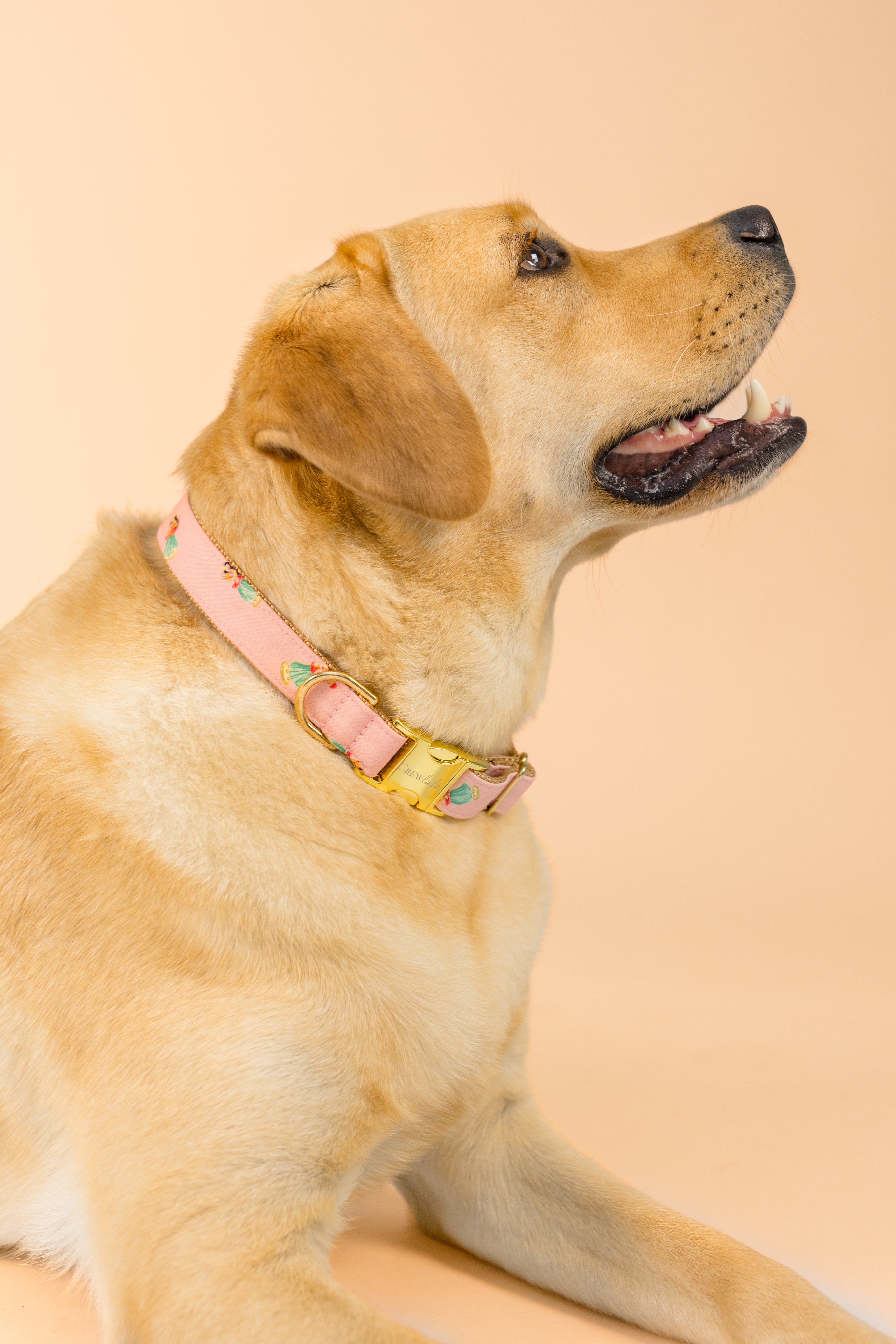 A golden labrador lies down and looks upward, wearing a pink dog collar with a tropical hula girl pattern against a warm peach background.