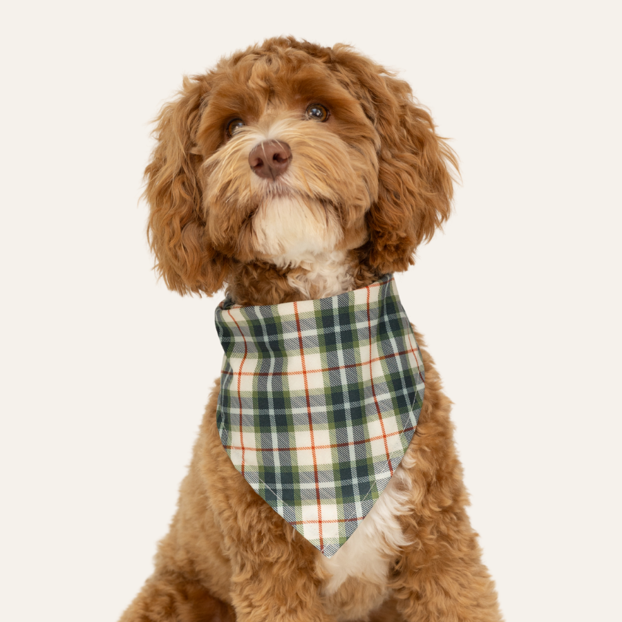 Adorable fluffy dog in a soft flannel-style bandana featuring a green and cream plaid pattern with dark orange accents, posing sweetly.