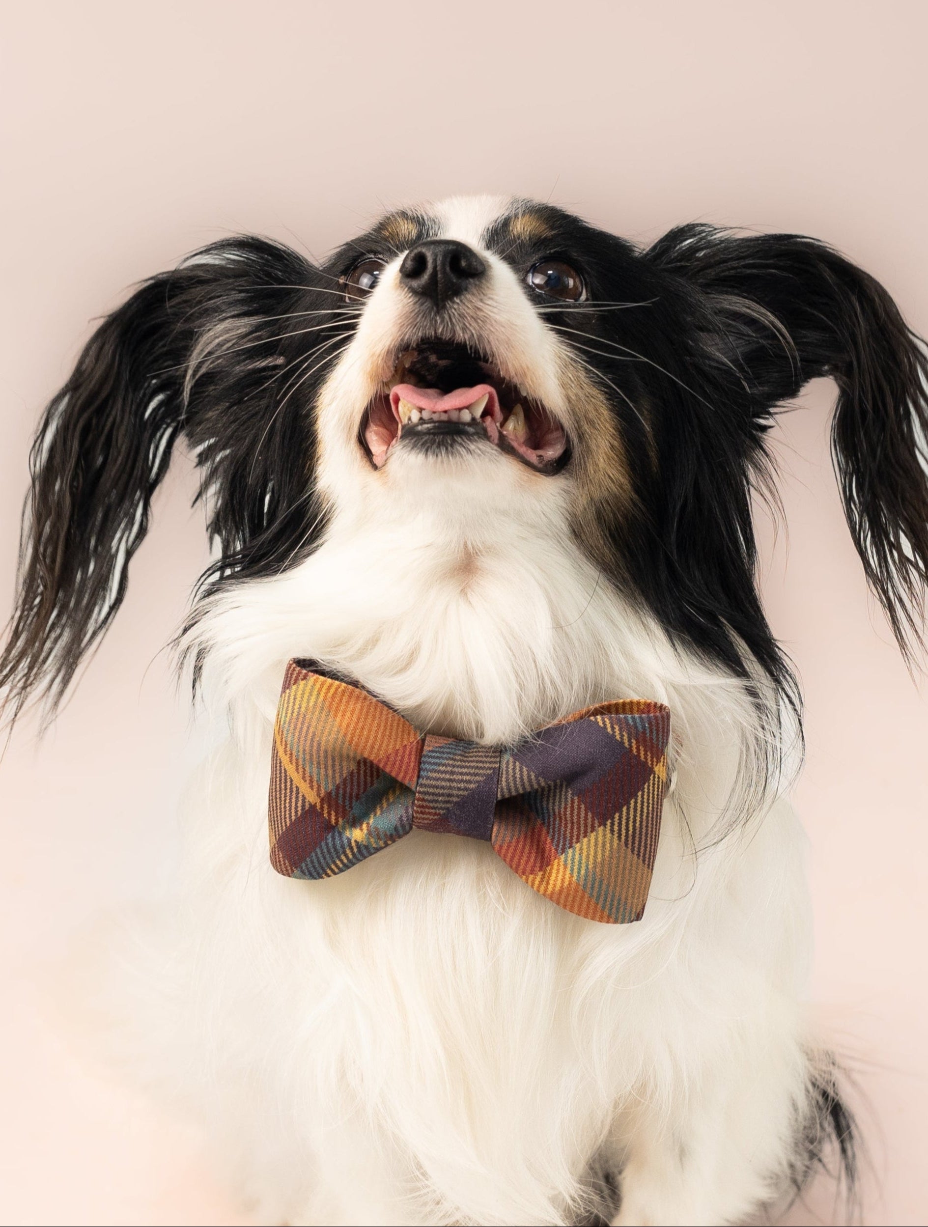 Autumn-inspired bow tie dog collar set in traditional tartan plaid, with a blend of earthy tones—bringing cozy charm to your pup’s fall wardrobe.