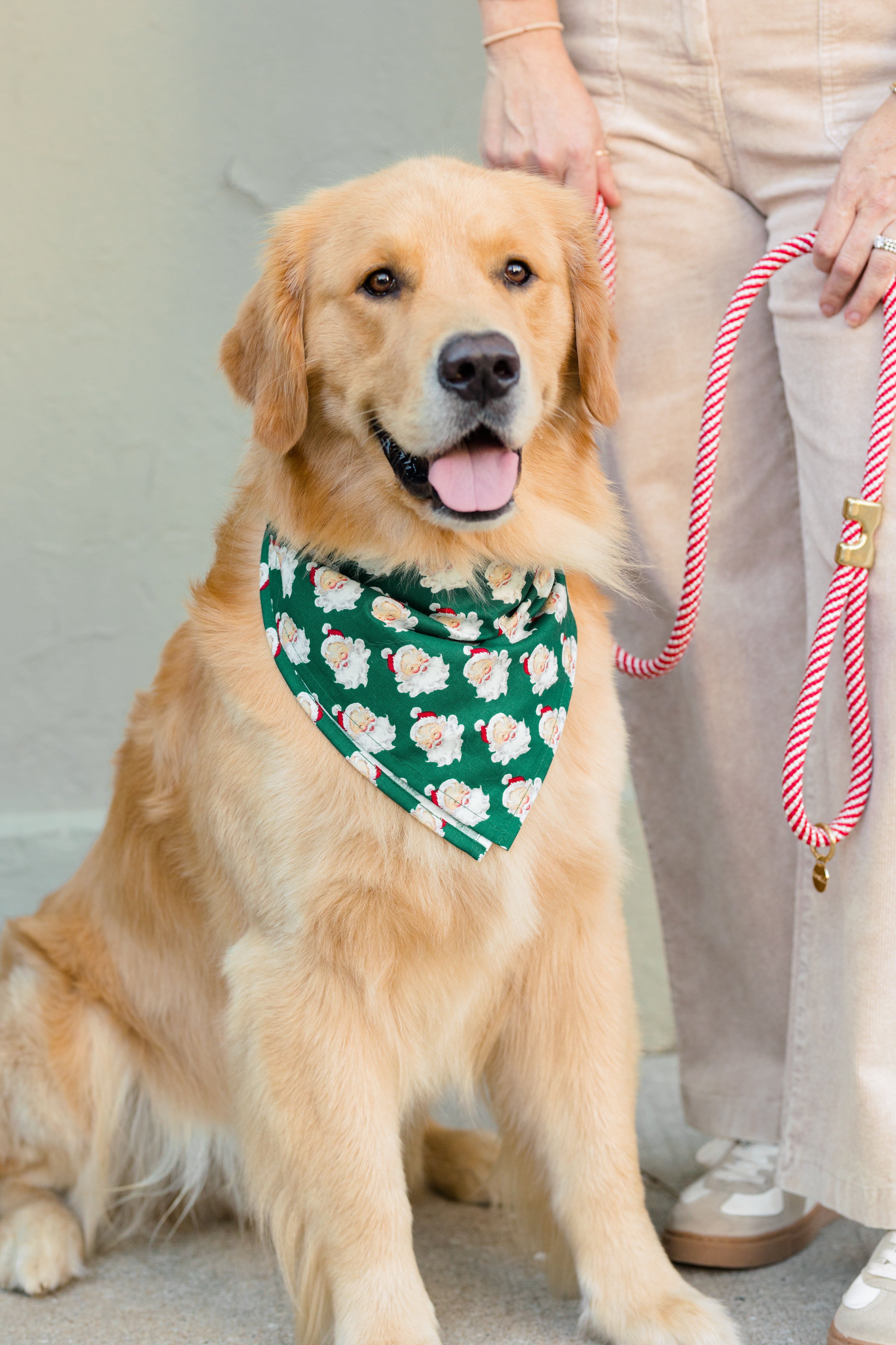 Festive Retriever dressed in a Christmas-themed Santa print bandana with striped rope leash, posed beside person in neutral outfit.