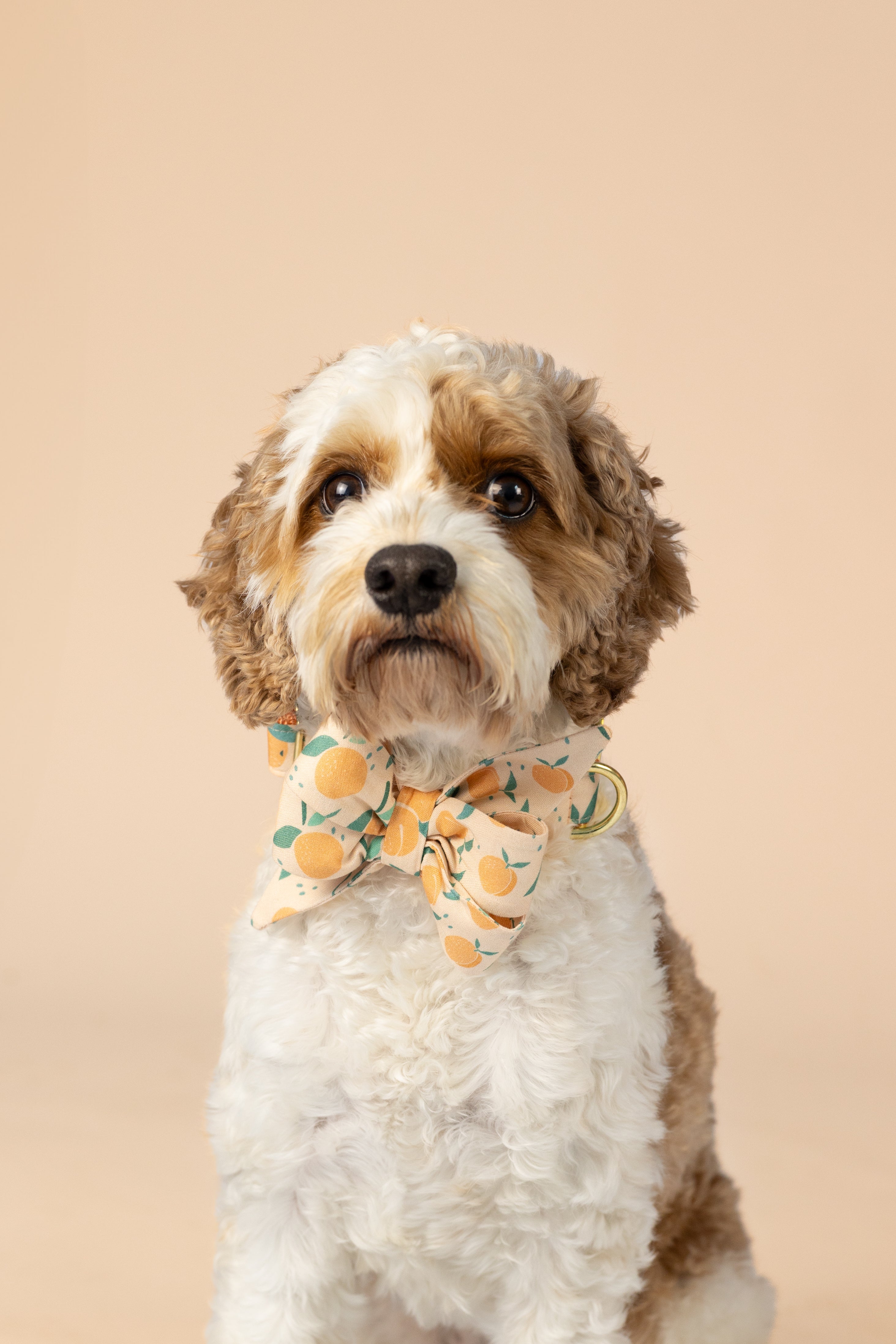 Dog belle bow collar set featuring a playful peach fruit pattern with leafy stems on a pastel peach fabric—designed for pups who love a fruity, seasonal twist.