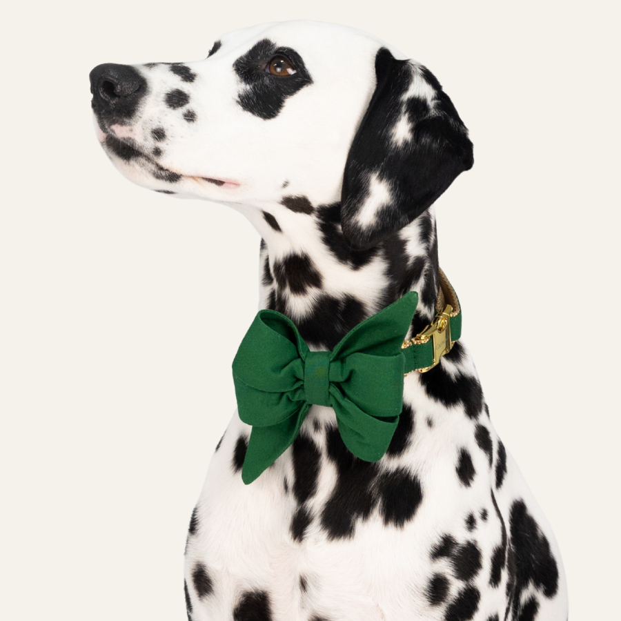 Elegant Dalmatian in a kelly green belle bow and matching collar poses proudly, gazing upward with a calm expression.