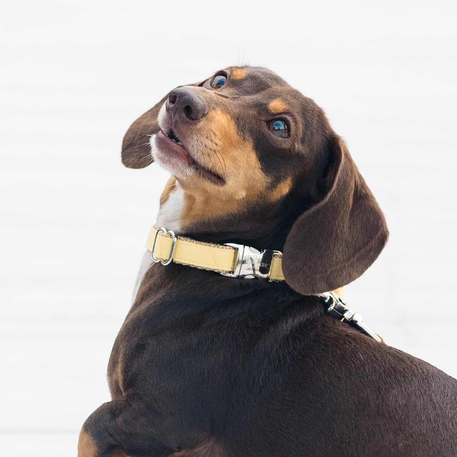 Playful chocolate and tan Dachshund standing on a white wooden boardwalk, looking up with one paw raised, wearing a pale yellow collar and matching leash.