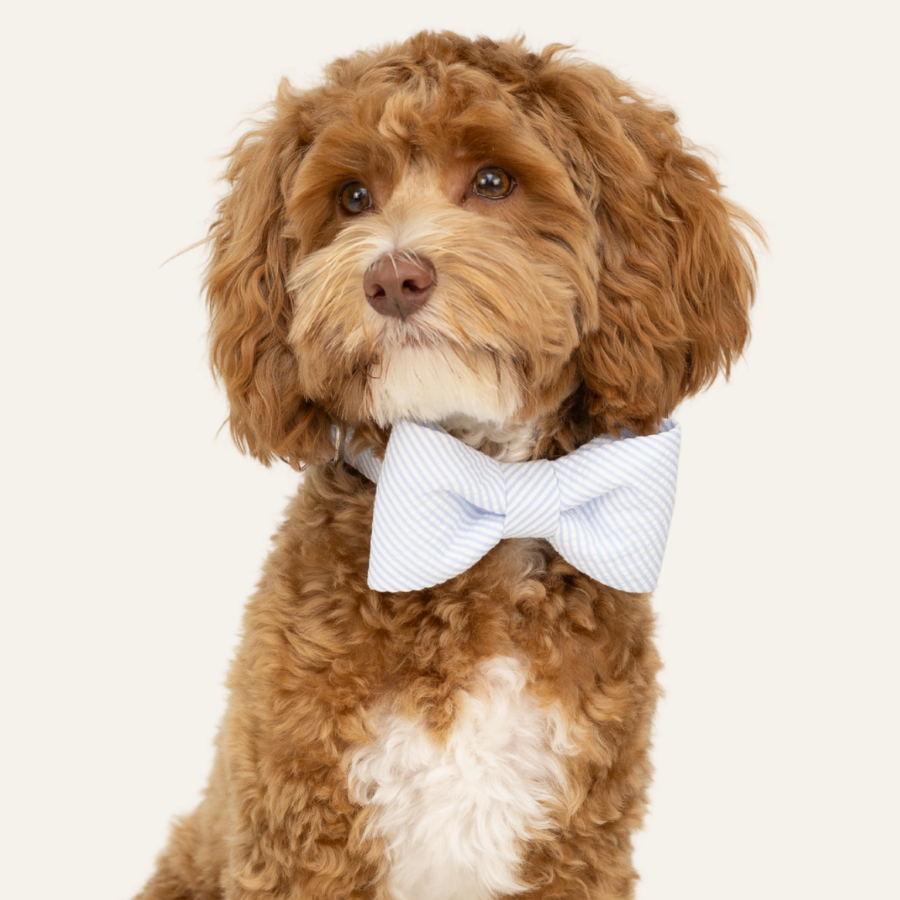 Curly-haired dog wears a light blue seersucker bow tie and matching collar, sitting calmly and looking off to the side against a plain background.