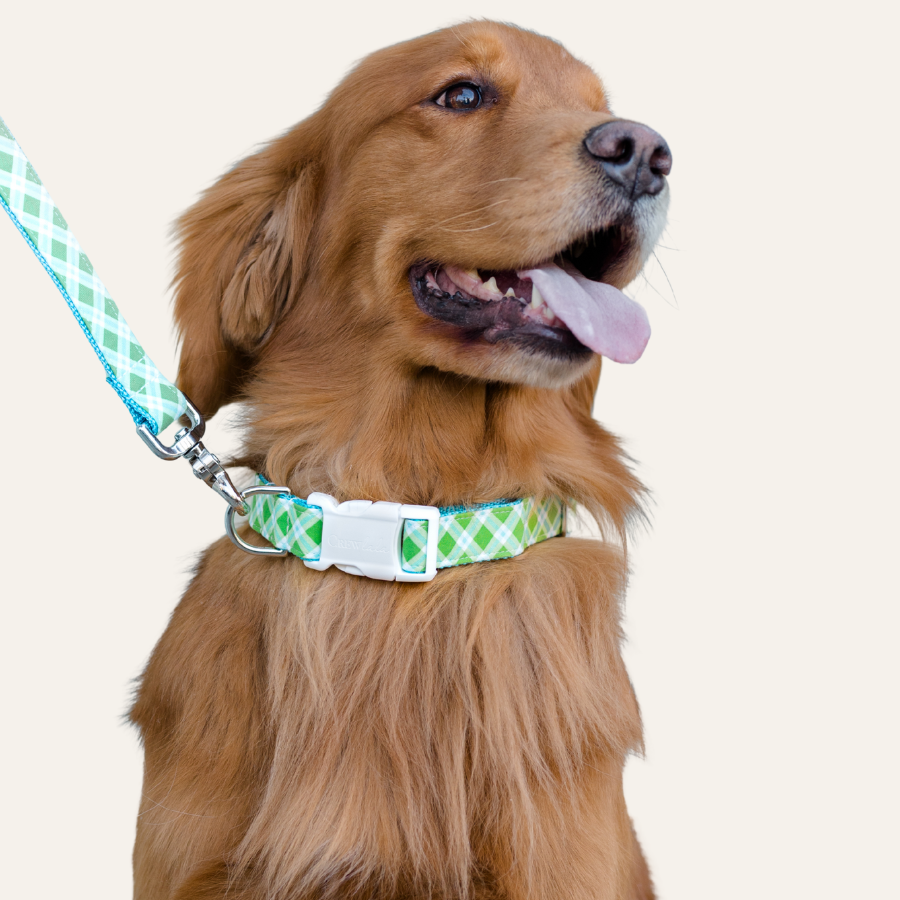 Dog wearing a green and white checkered collar with a matching leash on a light background.