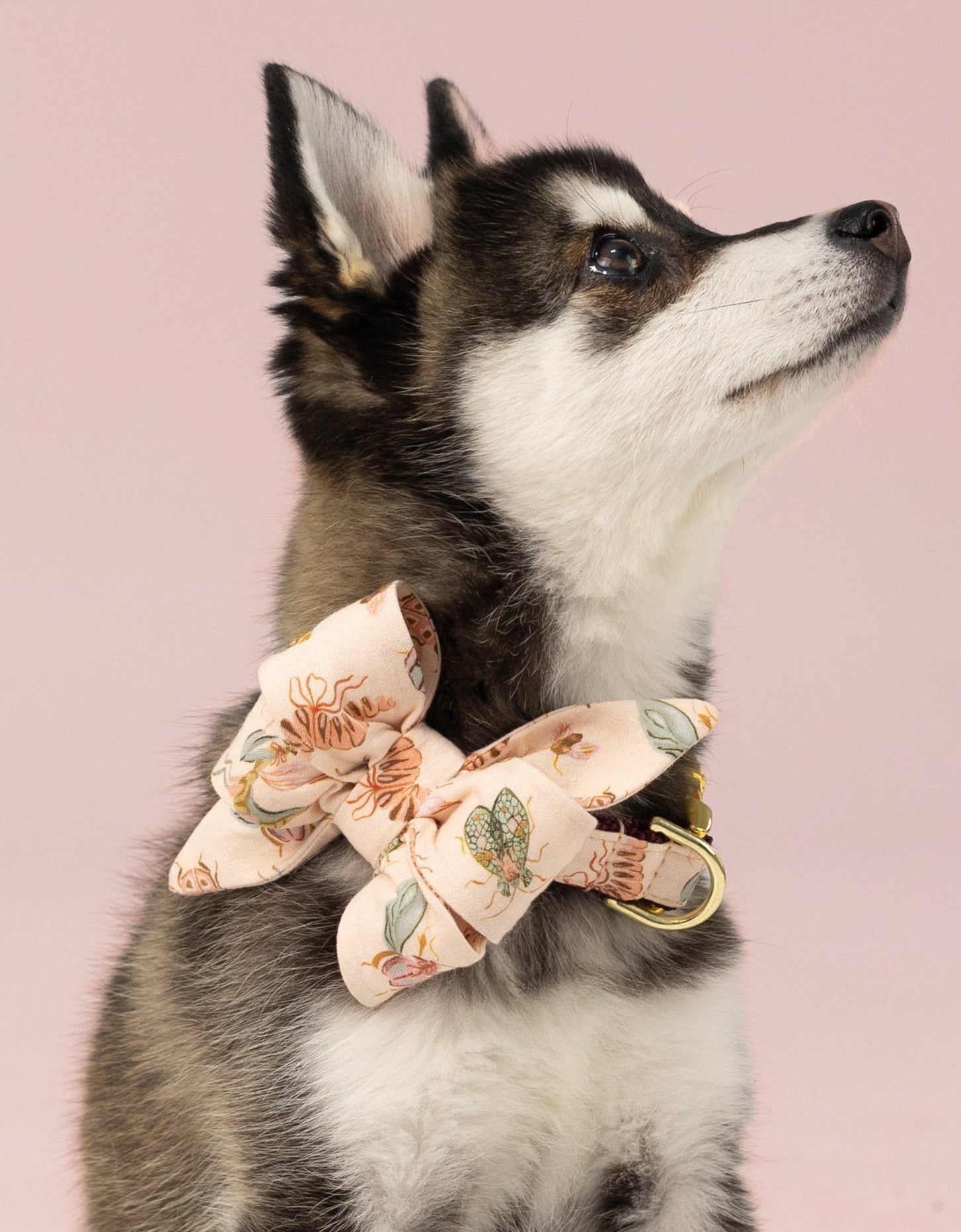 Seated, a small dog with a thick coat and pointed ears wears a belle bow dog collar set featuring a delicate print of bugs, gazing slightly upward.