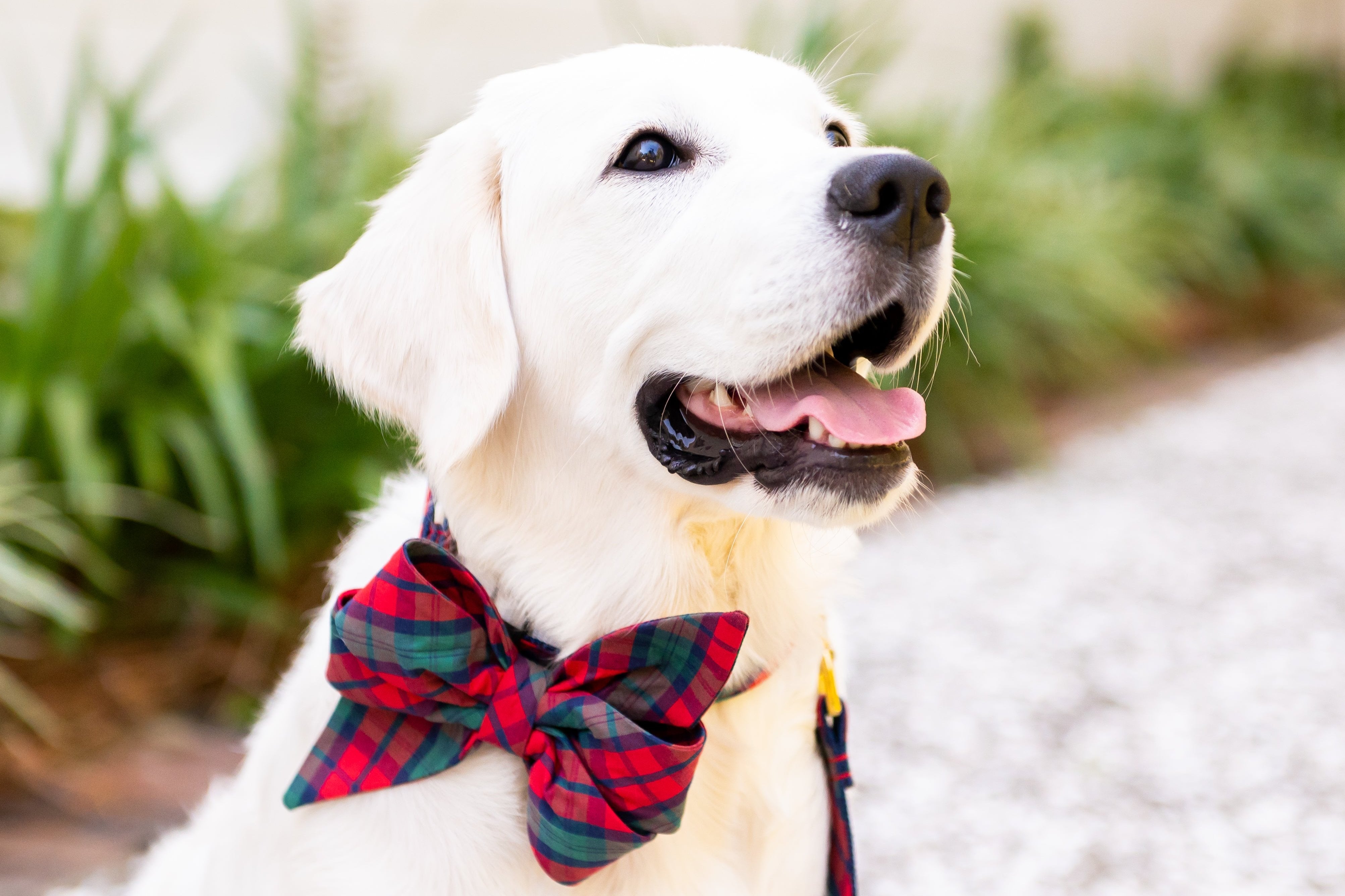 A cheerful Retriever puppy wearing a large classic tartan plaid belle bow dog collar. The dog is sitting on a gravel path, panting happily with its mouth open and tongue out, looking slightly off-camera.