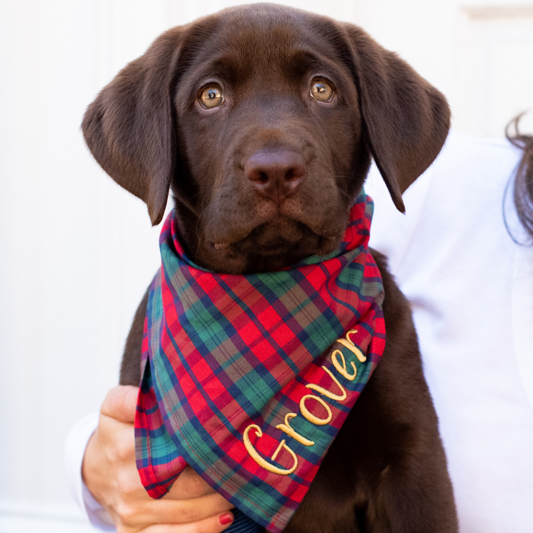 Close-up of a Labrador puppy dressed in a tartan-patterned bandana featuring festive hues and personalized with the name "Grover". A person holds the pup, who sits calmly against a bright background.