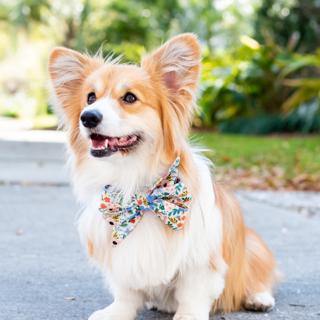 Adorable dog modeling a vibrant floral feminine belle bow collar, perfect for summer outings, sitting proudly on a path with lush greenery behind.
