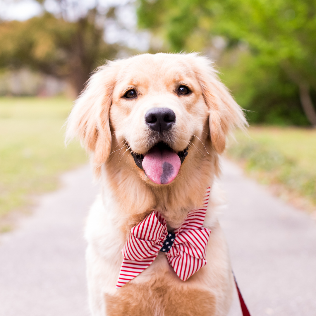 A cheerful golden retriever with fluffy ears poses in a patriotic feminine belle bow —diagonal red stripes and a navy center with white stars—while sitting on a walking path surrounded by greenery.