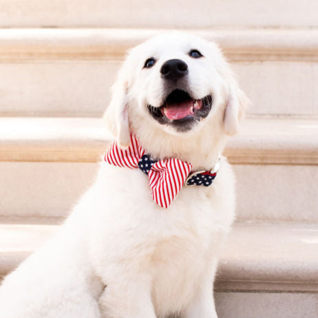 Golden retriever puppy with a soft white coat sits happily on light-colored stairs, wearing a festive bow tie and matching collar designed like the U.S. flag. The bow features diagonal red stripes with a central blue section dotted with white stars.