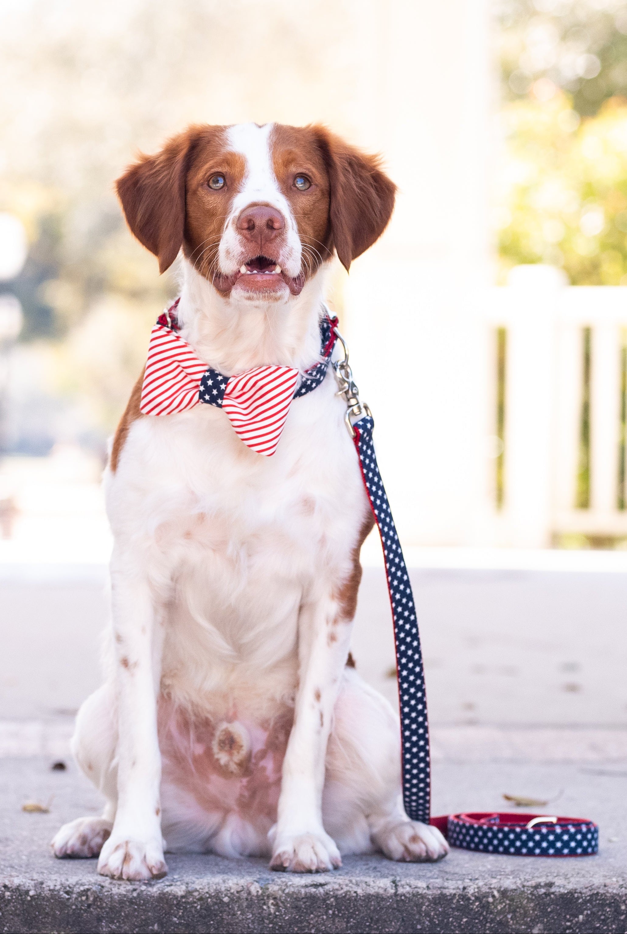 A brown and white dog sits on a sidewalk wearing a red and white striped bow tie with a blue center section covered in white stars, resembling the American flag. The dog is also attached to a navy blue leash with white stars, completing a patriotic look.