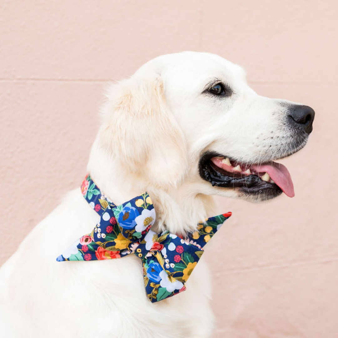 Side view of a light colored dog wearing a statement bow tie collar with a navy background and colorful floral print. The bow features bold flowers, adding a playful touch to the dog's clean and well-groomed look.