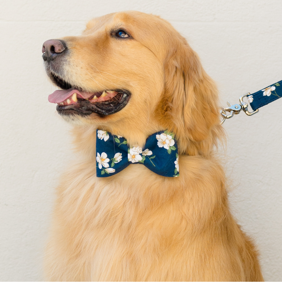 Golden retriever wearing a navy blue dog collar with a matching floral bow tie, featuring white magnolia blossoms and leaves. The dog is also attached to a coordinating navy floral leash with silver hardware. Posed in profile against a plain white wall, the look is polished and charming.