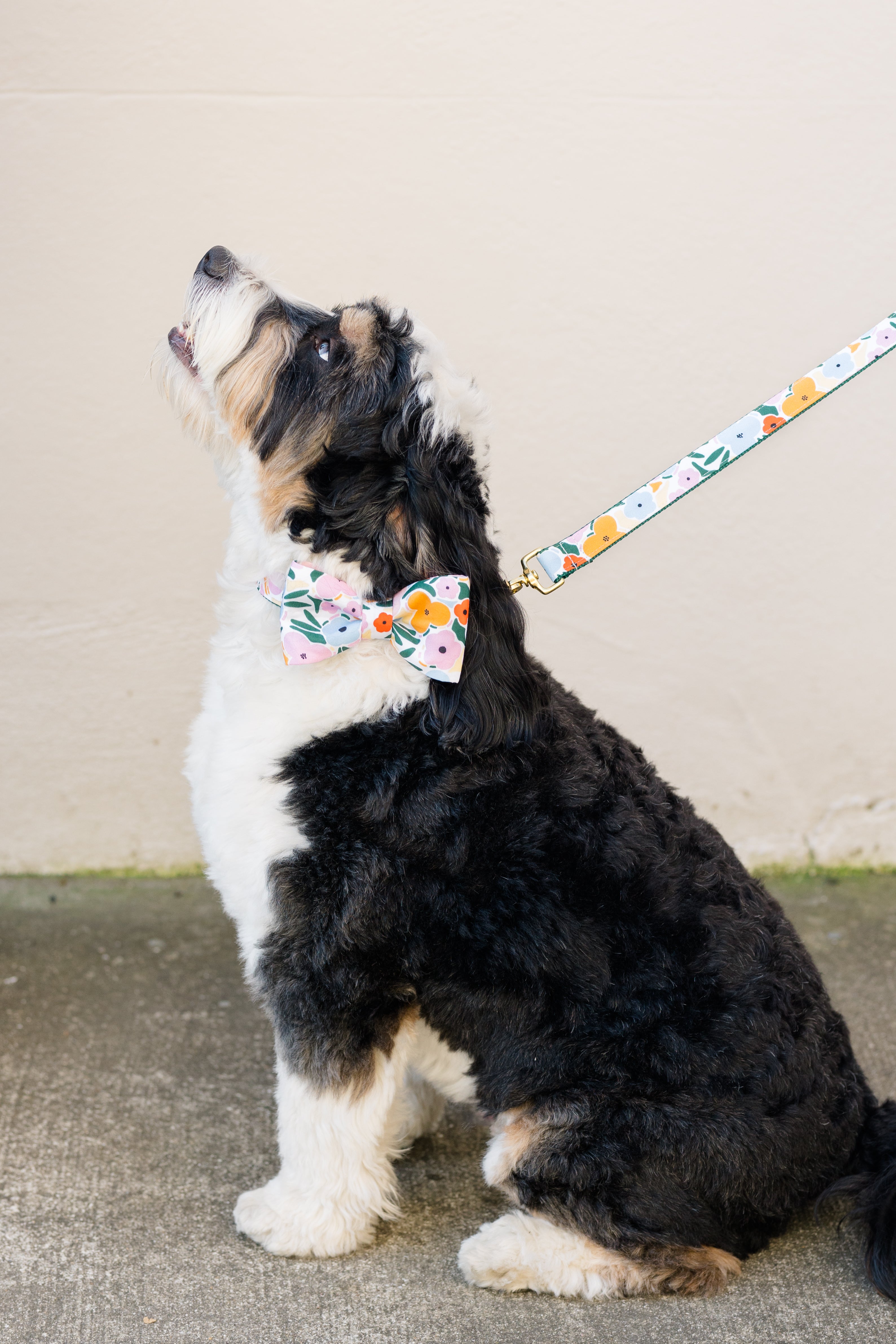 Tri-colored dog with curly black, white, and tan fur wearing a coordinating bow tie and leash set in a vibrant floral print. The fabric features multicolored blossoms and leafy accents, and the leash is attached with gold hardware. The dog sits calmly, gazing upward.