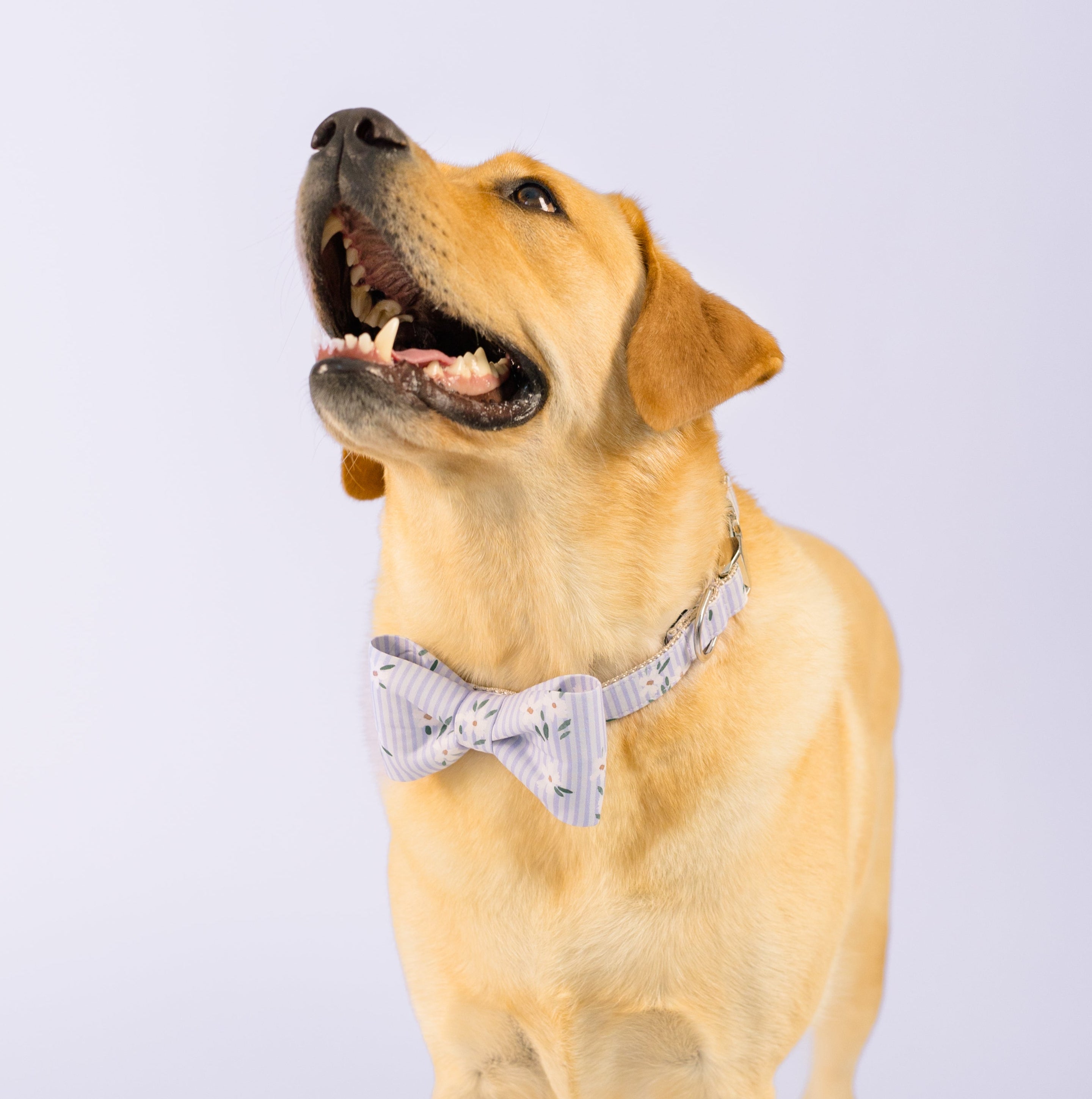 A golden Labrador retriever stands on a light lavender studio floor, facing left with its mouth open and head tilted upward in a happy expression. The dog wears a pale blue bow tie collar with thin white stripes and a subtle floral pattern, adding a charming, dressed-up look.