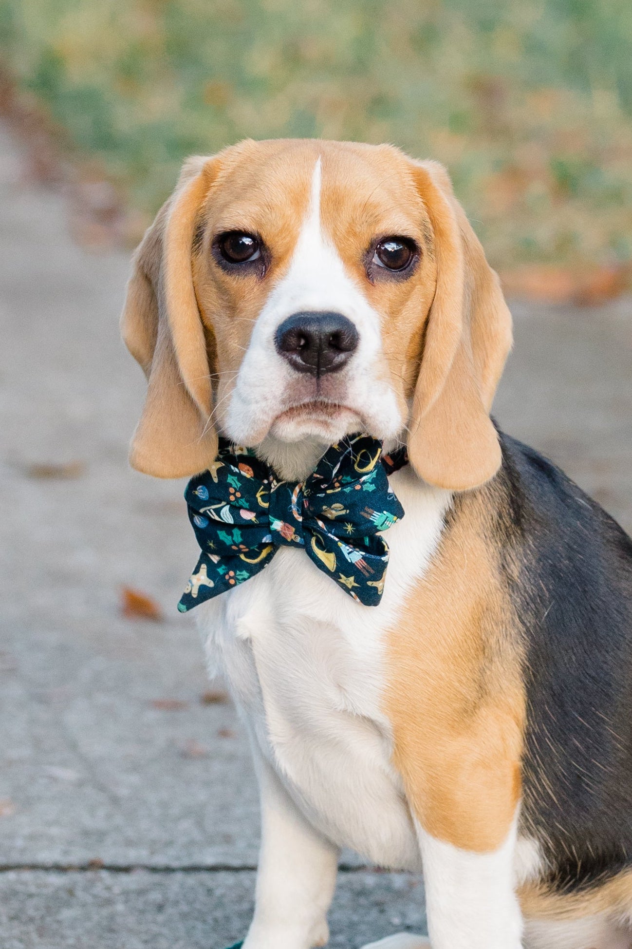 Dog collar styled with a large belle bow in dark fabric with a whimsical nutcracker print, worn by a beagle sitting on a sidewalk. Fun festive flair!