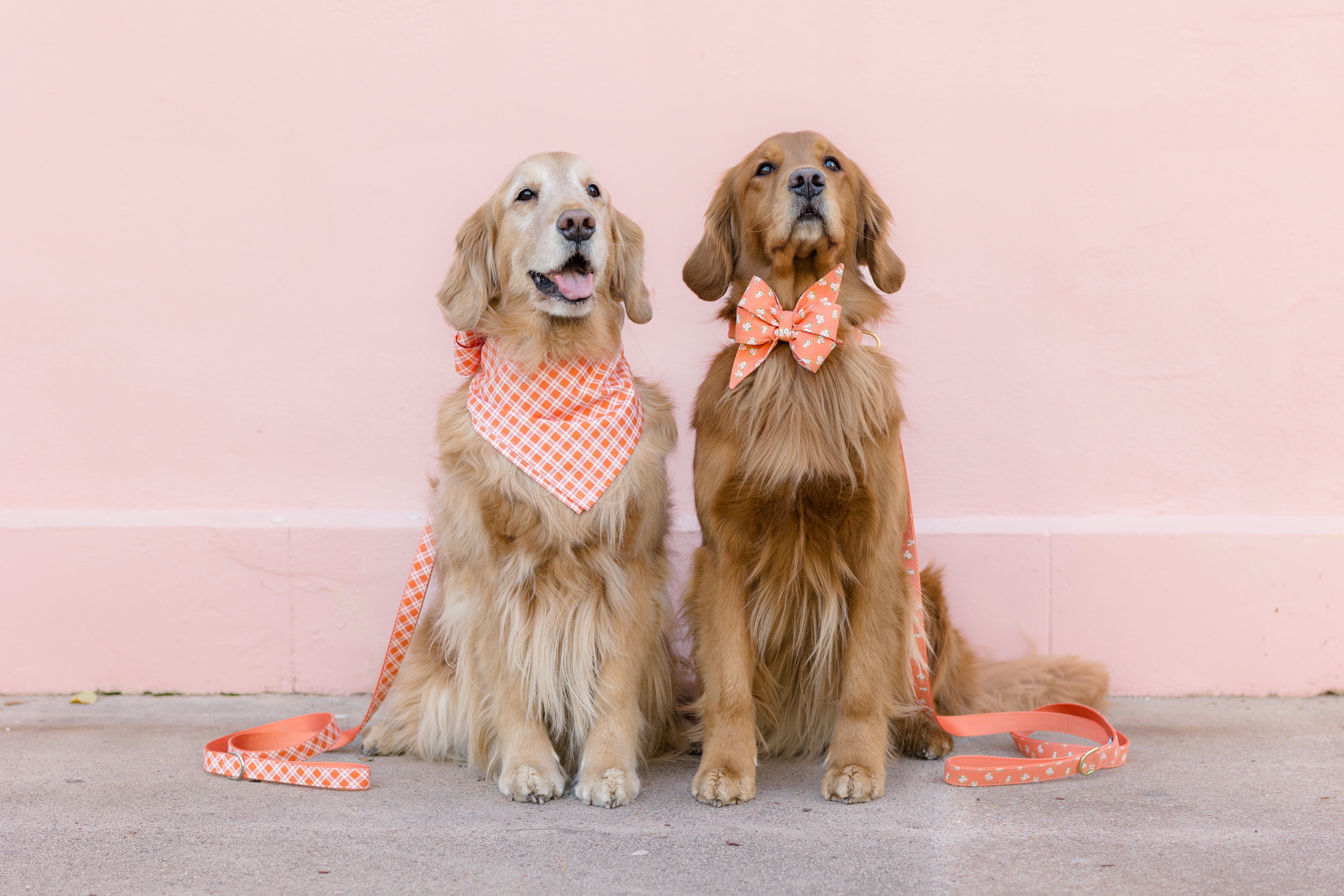 A pair of Retrievers pose together, one in an orange plaid bandana and the other in an orange belle bow collar with small flowers.