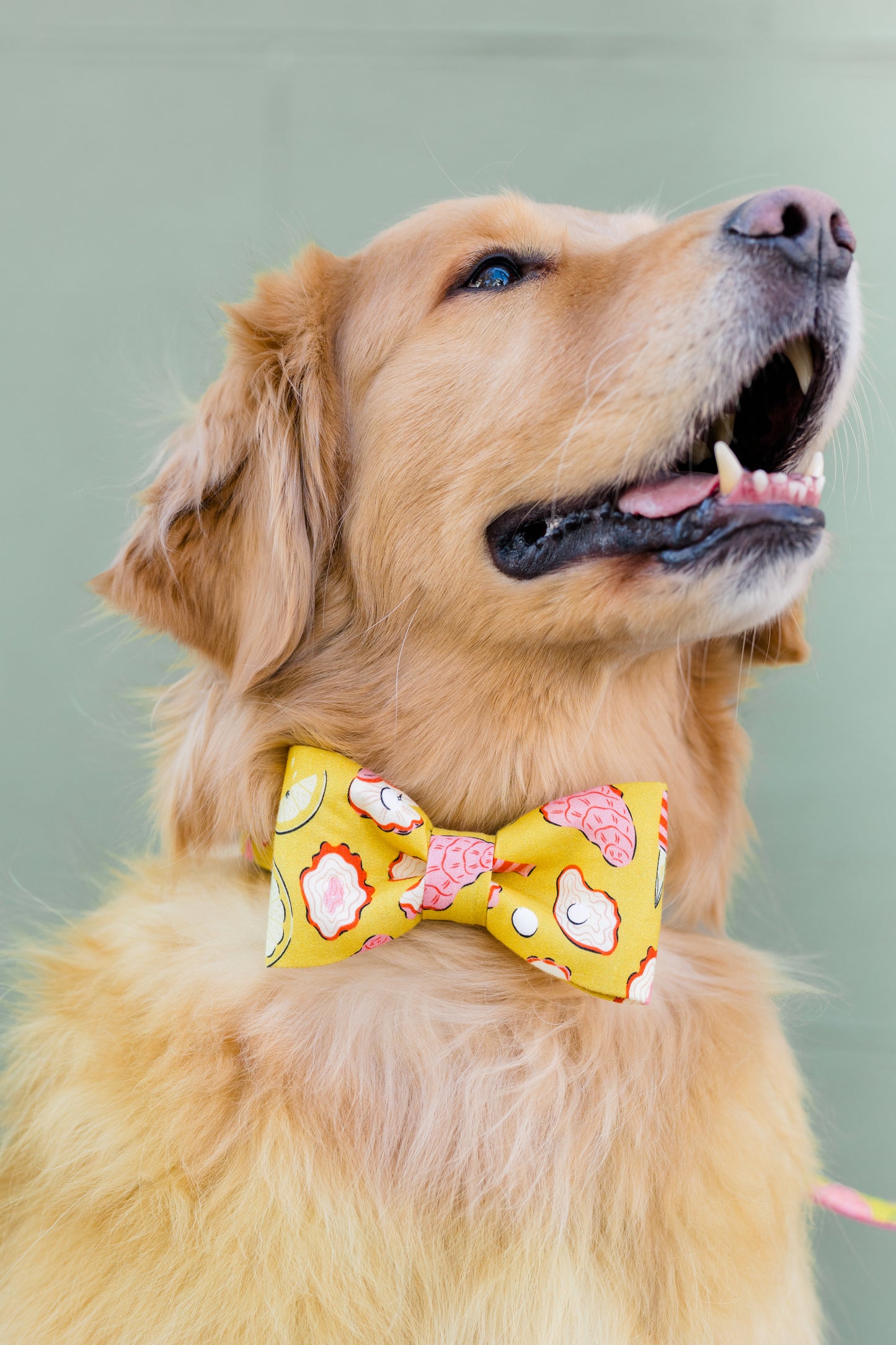 Close-up of a happy golden retriever wearing a bright yellow bow tie decorated with playful oyster, pearl, lemon, and oyster shucker designs, standing against a muted green background.