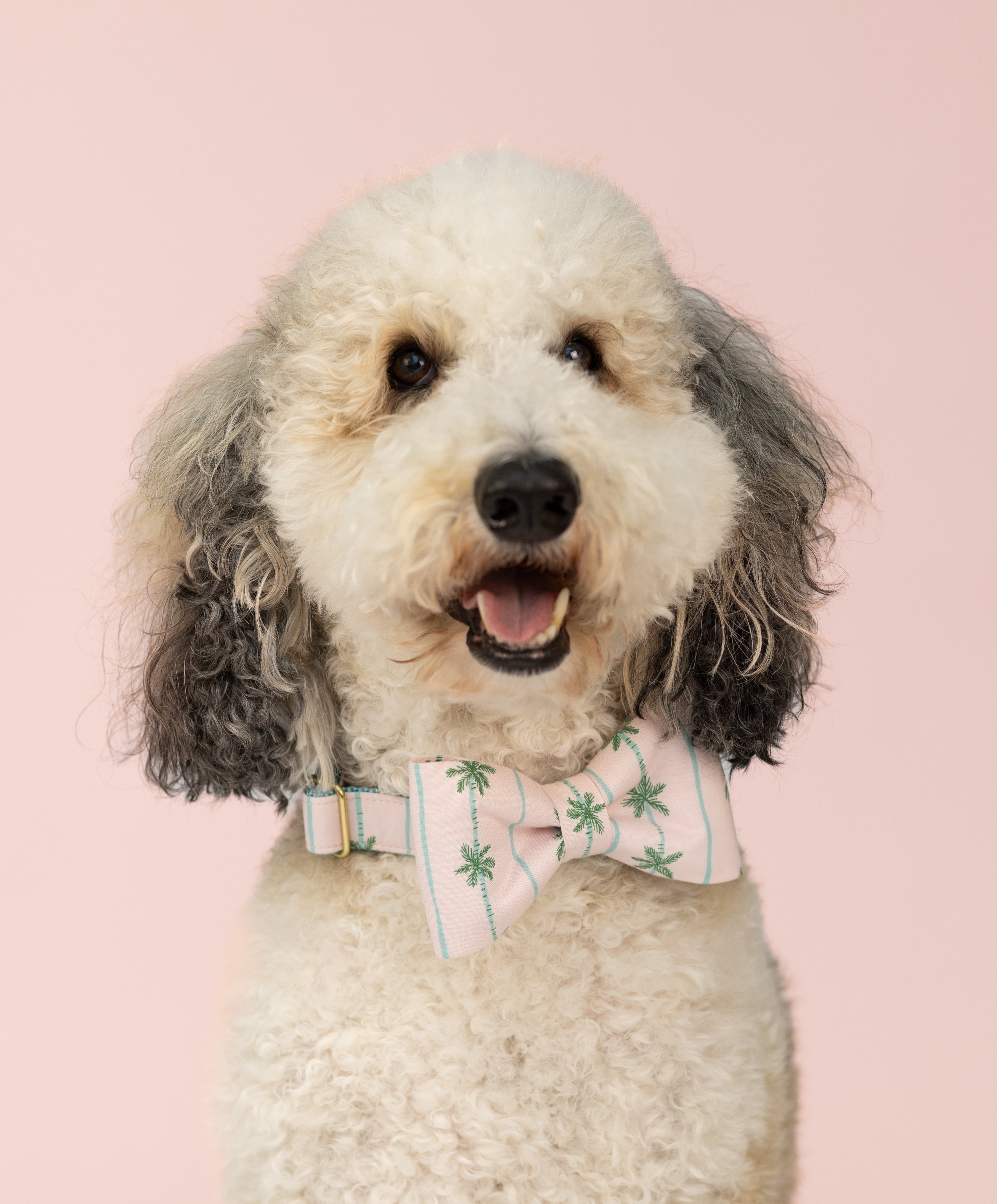 Smiling doodle dog with soft, curly fur and gray-tipped ears poses in front of a pink backdrop, wearing a tropical-themed pink bow tie collar set.