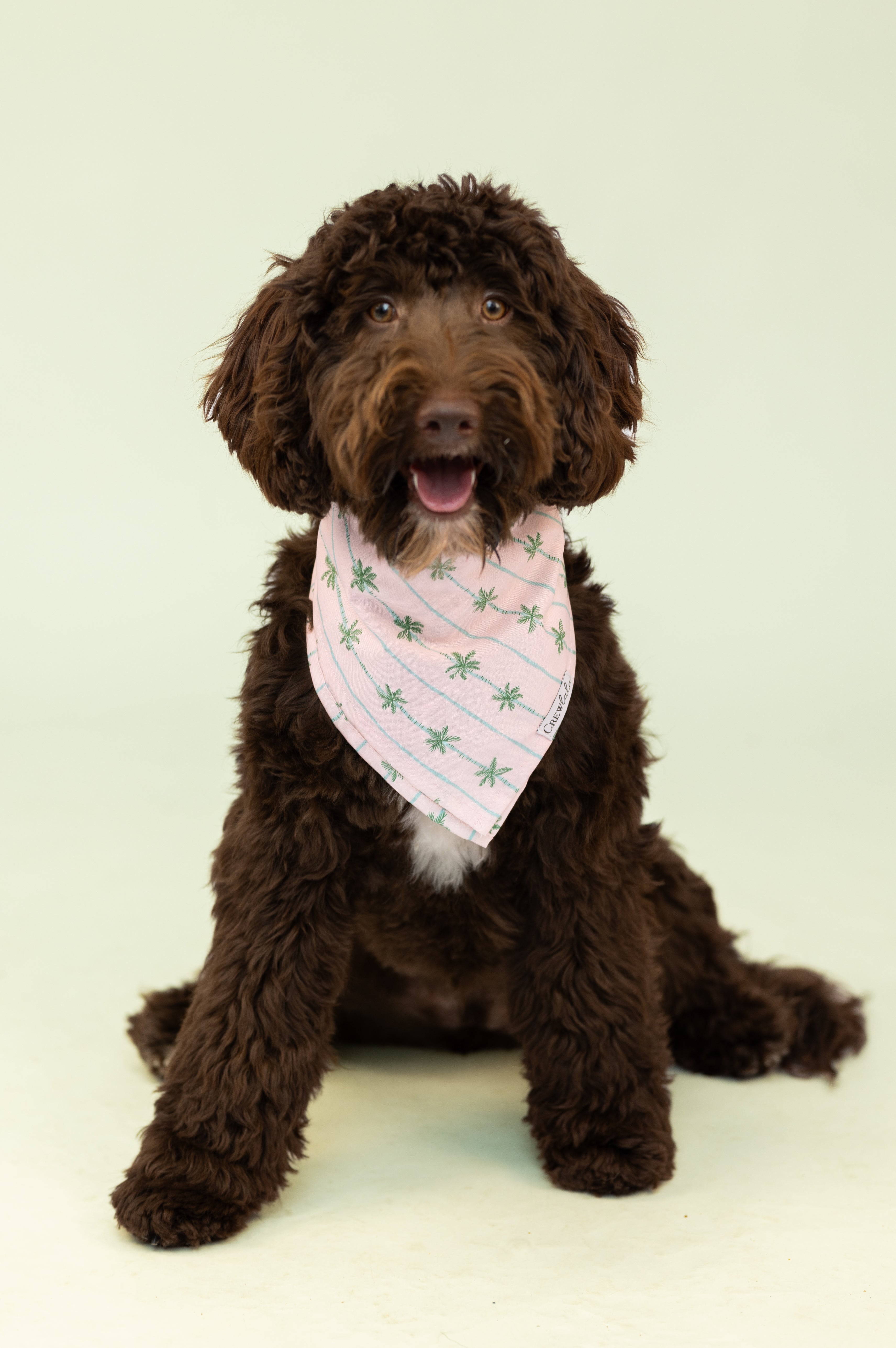 A cheerful brown Labradoodle-type dog sits facing forward, wearing a pastel pink palm tree tropical bandana and looking directly at the camera.